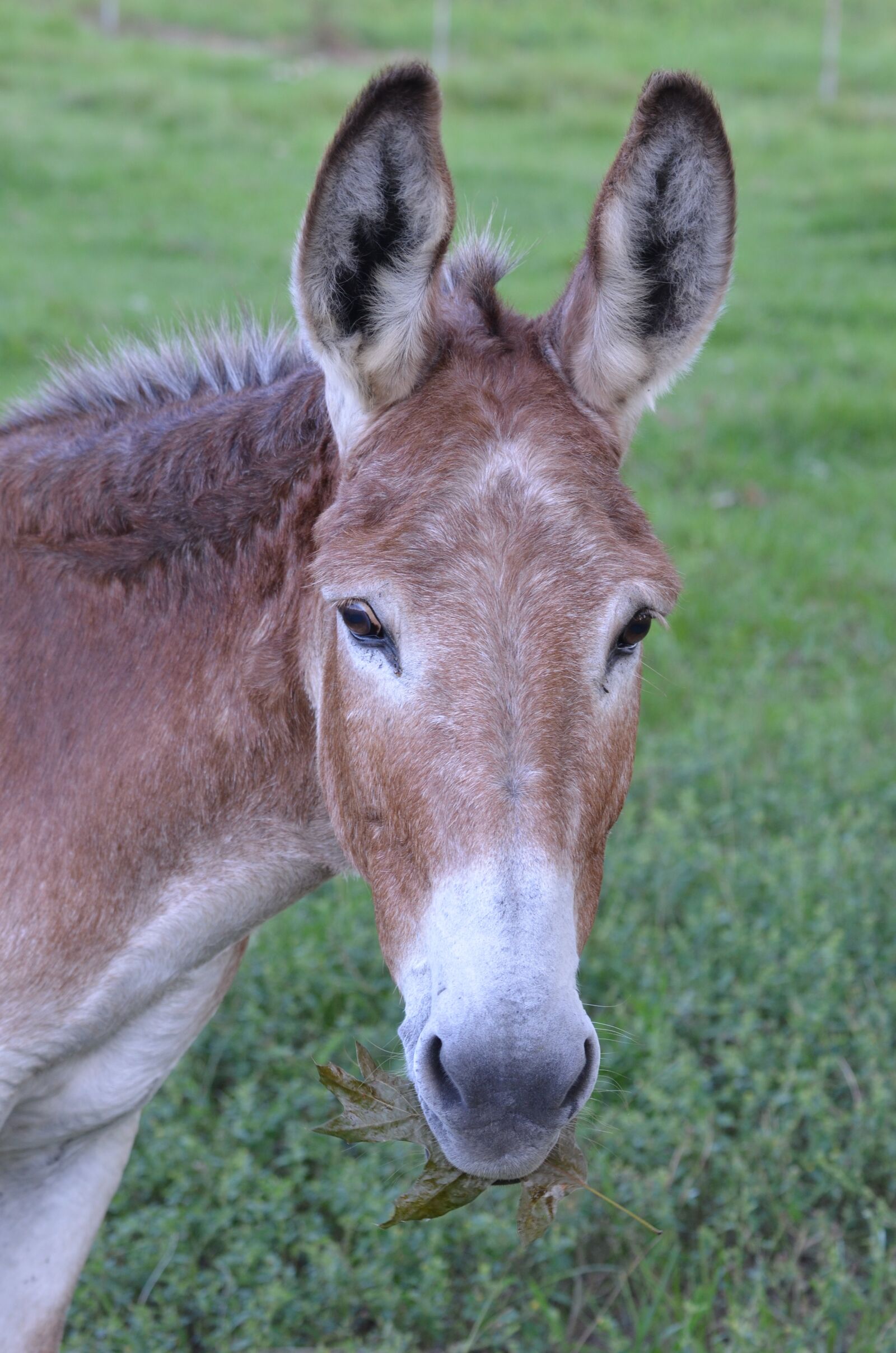 Nikon D7000 sample photo. Donkey, barn, farm photography