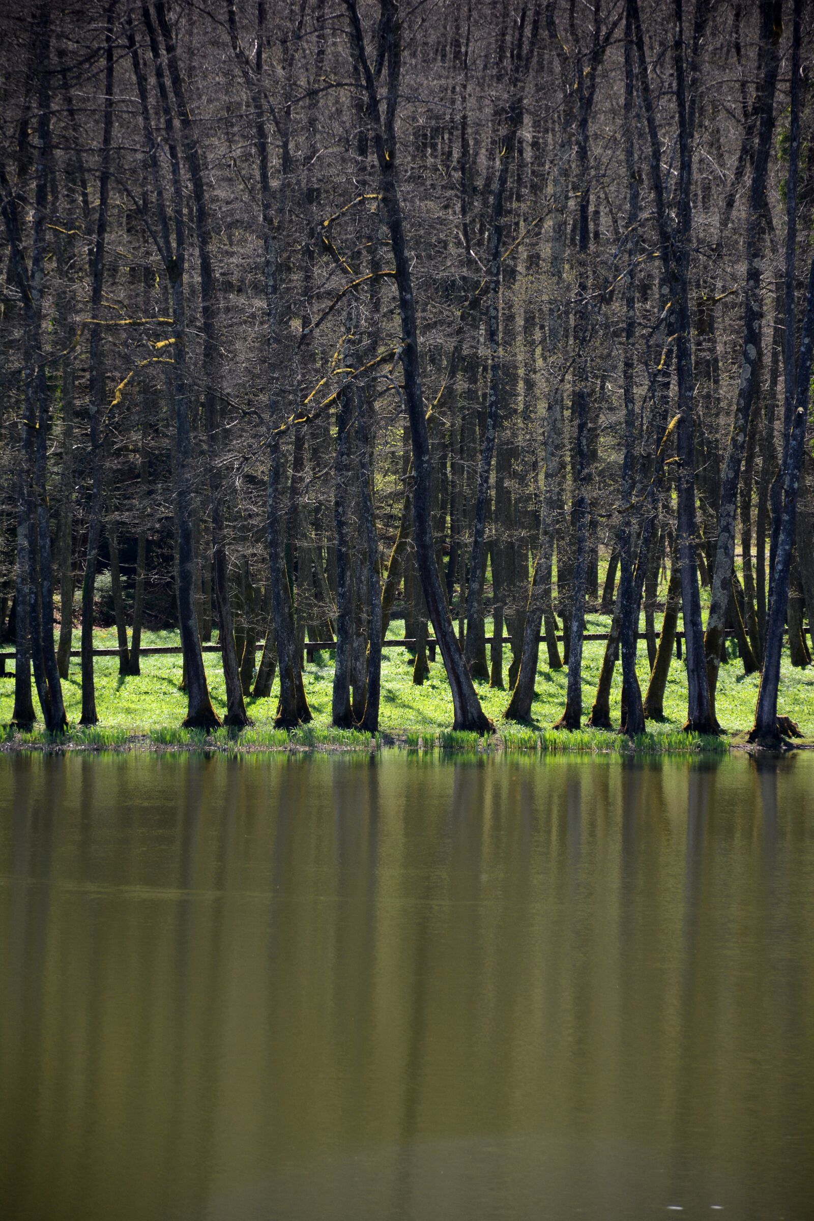 Nikon D7100 sample photo. Forest trees, water, landscape photography