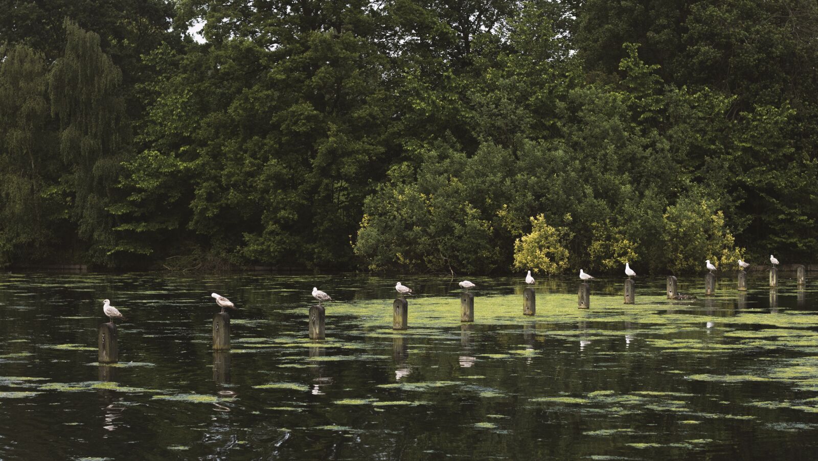 Canon EOS 750D (EOS Rebel T6i / EOS Kiss X8i) sample photo. Birds, seagulls, pond photography