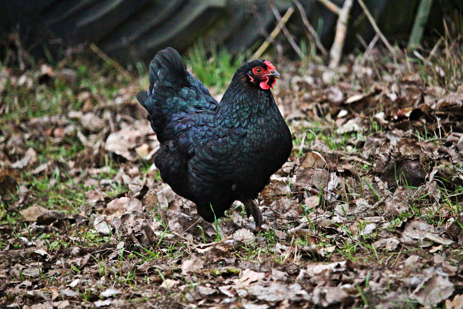 Canon EOS 100D (EOS Rebel SL1 / EOS Kiss X7) sample photo. Chicken, bird, hen photography