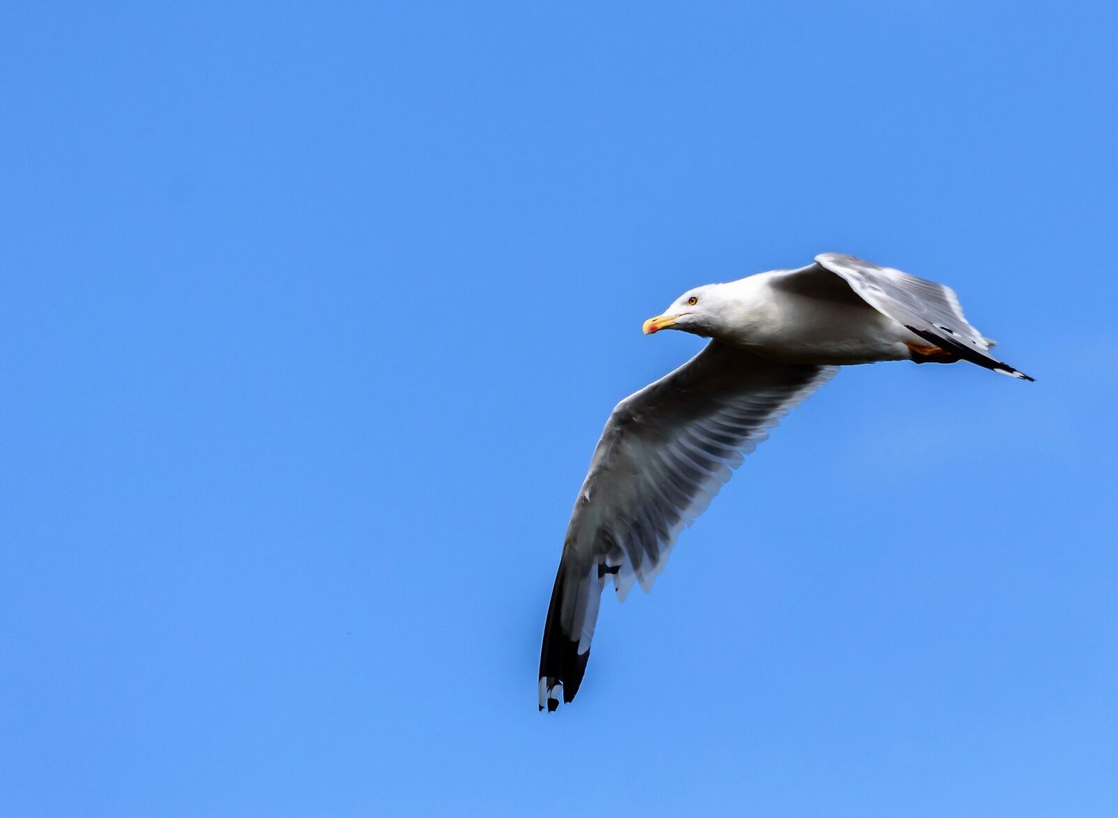 Nikon D3200 sample photo. Seagull, sky, flying photography