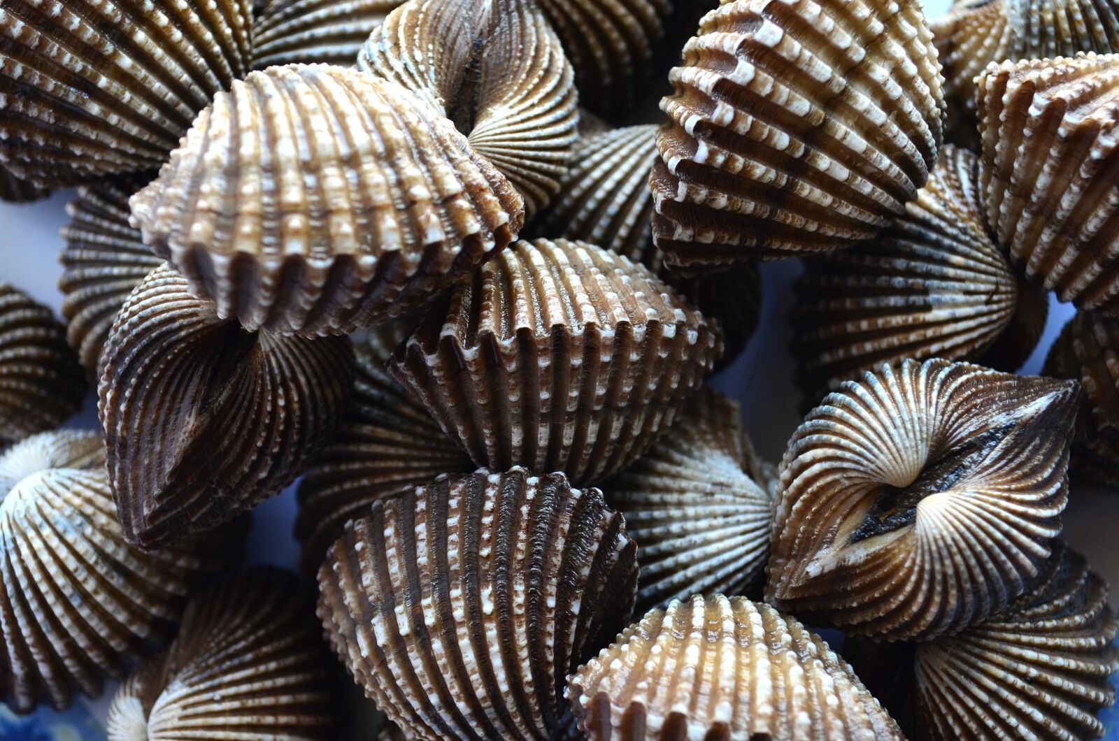 Nikon D5100 sample photo. Seashell, still life, object photography