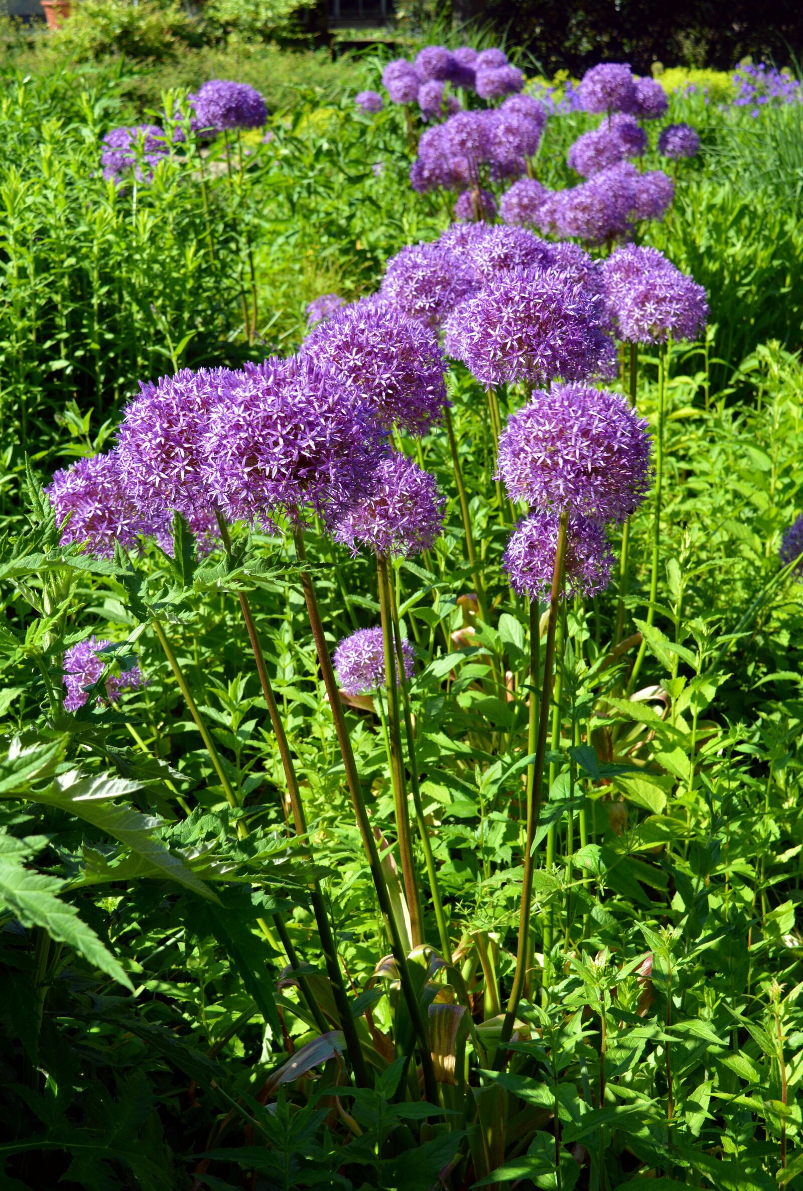 Nikon D3200 sample photo. Ornamental onion, early, violet photography