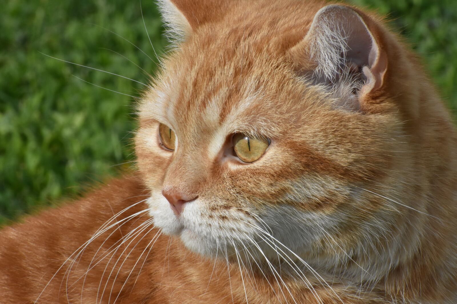 Nikon D3400 sample photo. Cat, redhead, portrait photography