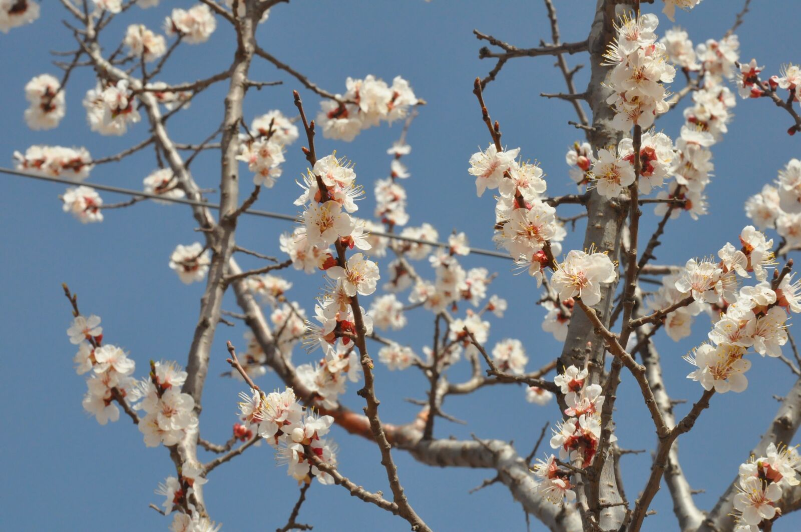 Nikon D90 sample photo. Shanxi, apricot, open photography
