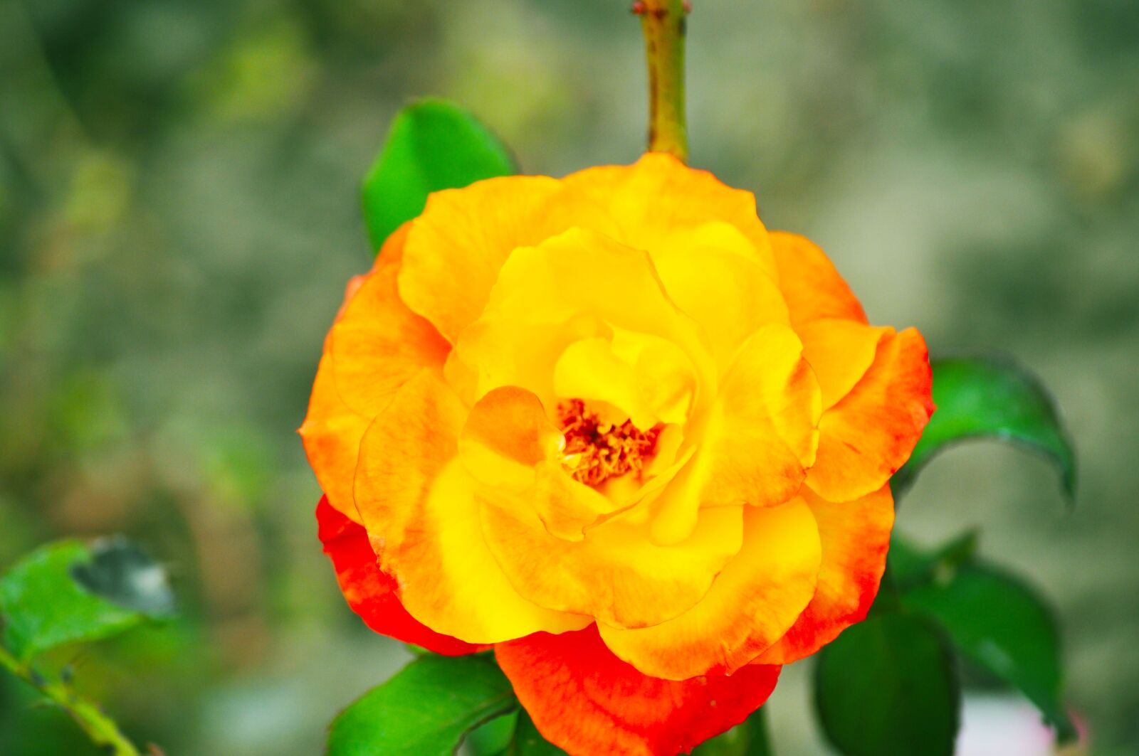 Nikon D5000 sample photo. Rose, flower, yellow rose photography
