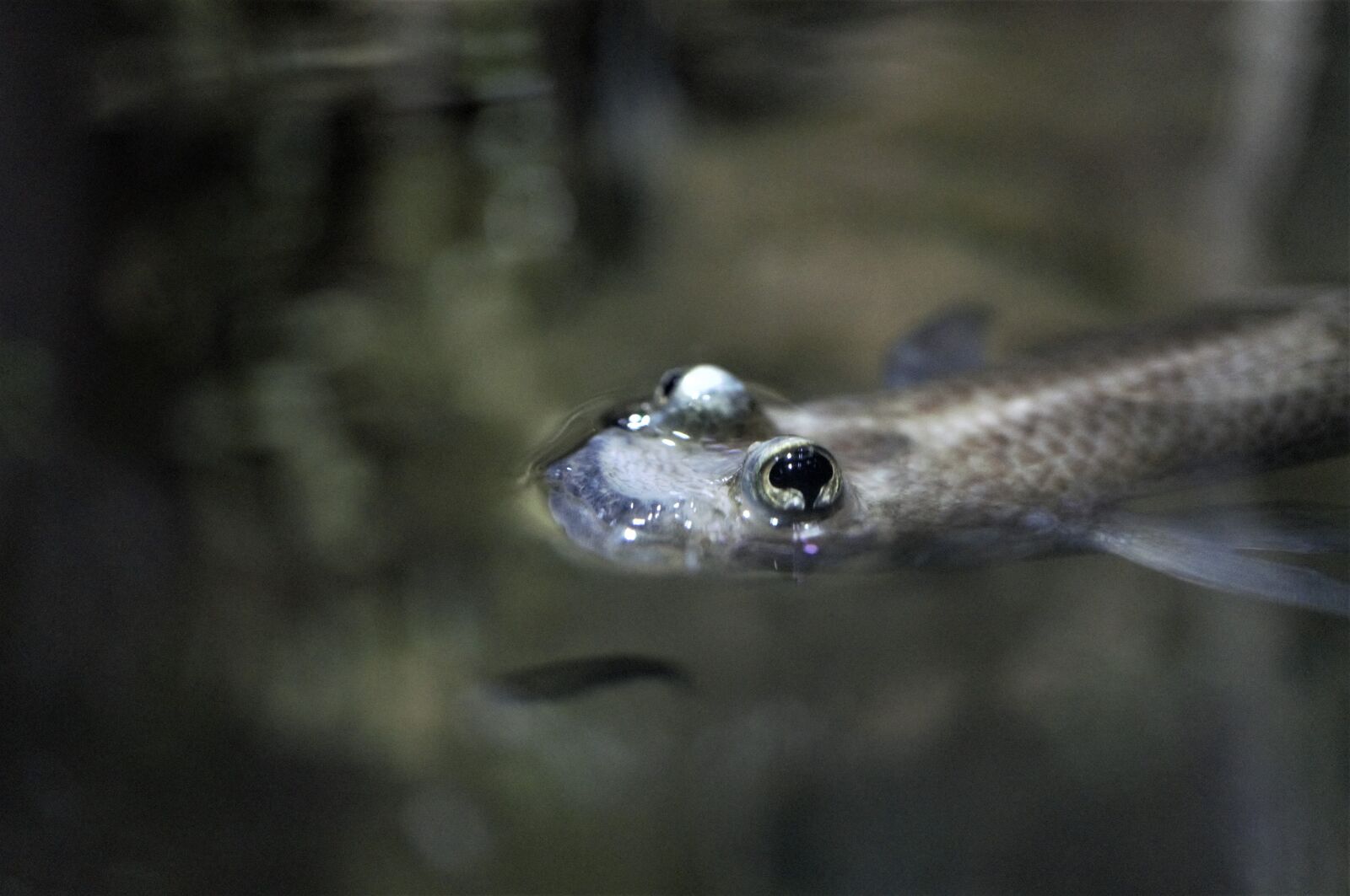 Sony Alpha NEX-3N sample photo. Fish, aquarium, water photography