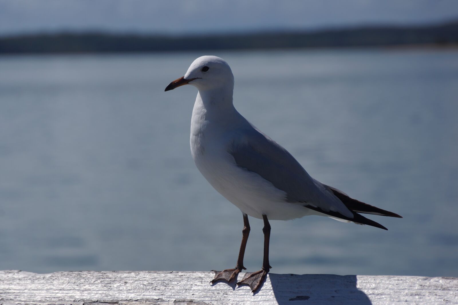 Sony SLT-A77 + Sony DT 18-250mm F3.5-6.3 sample photo. Bird, nature, wildlife photography