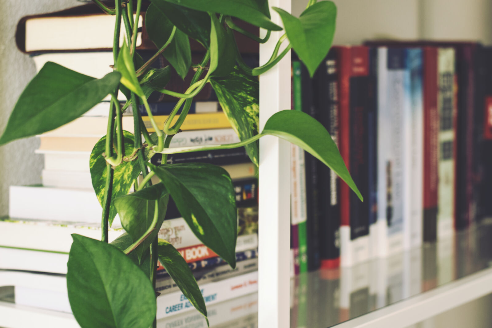 Nikon D5300 sample photo. Blur, bookcase, books, bookshelf photography