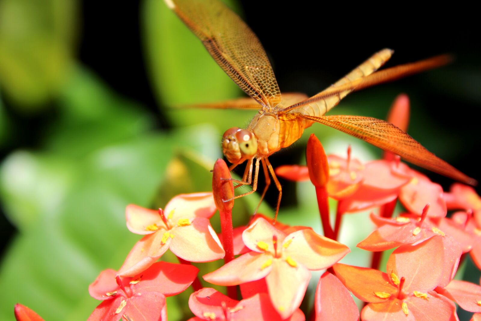 Canon EOS 1300D (EOS Rebel T6 / EOS Kiss X80) sample photo. Macro, dragonfly, flight photography