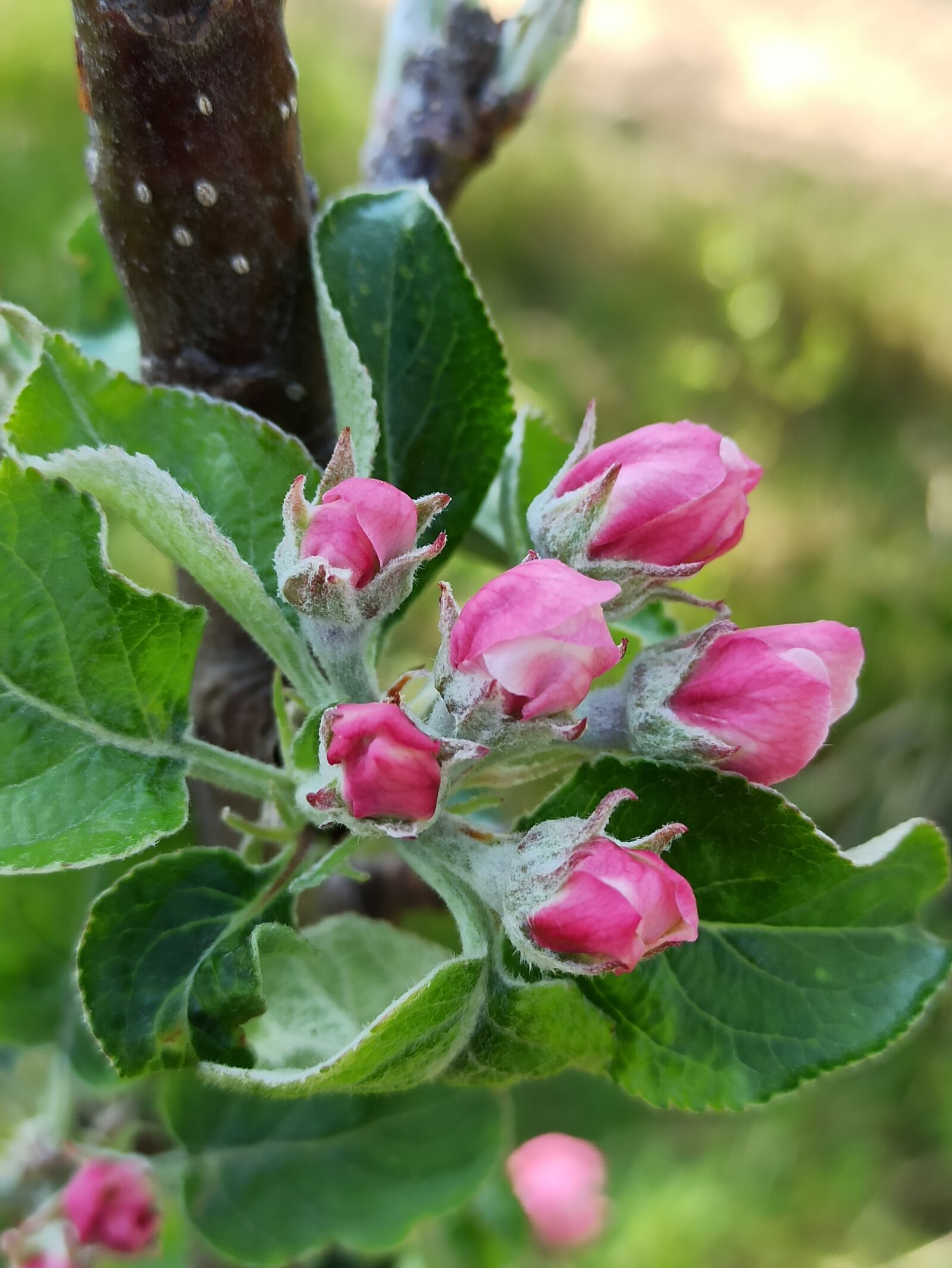 Xiaomi Redmi Note 8 Pro sample photo. Flower, bloom, spring photography