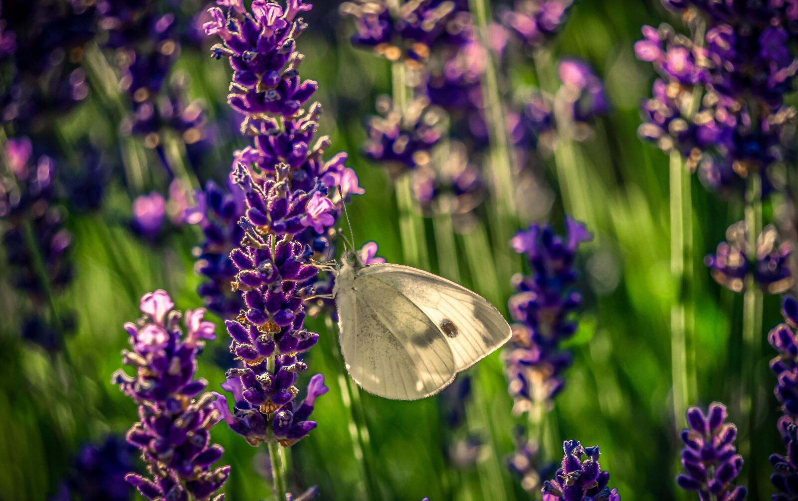 Sony E 55-210mm F4.5-6.3 OSS sample photo. Lavender, butterfly, nature photography