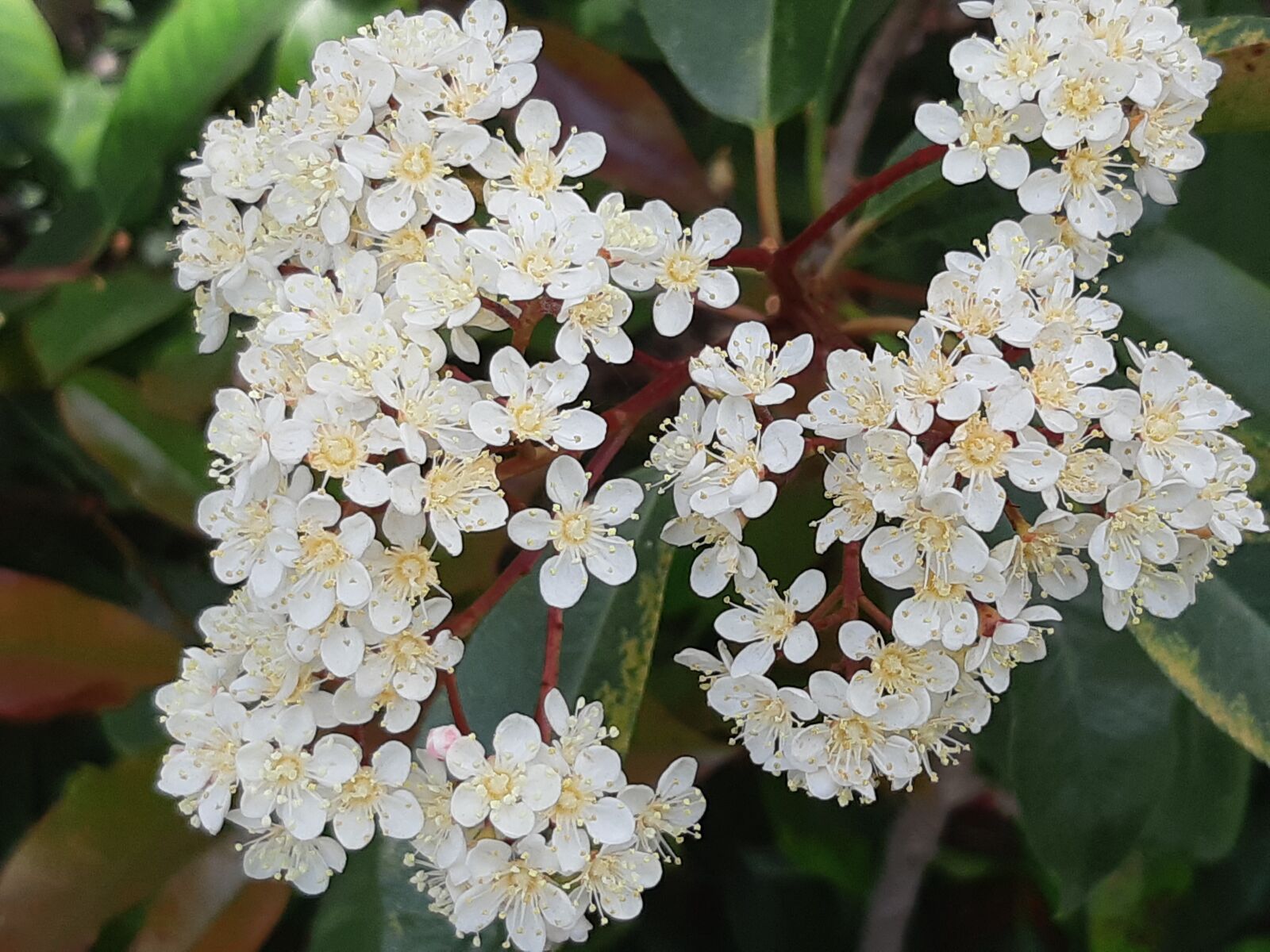 Samsung Galaxy A8(2018) sample photo. White flower, small flowers photography