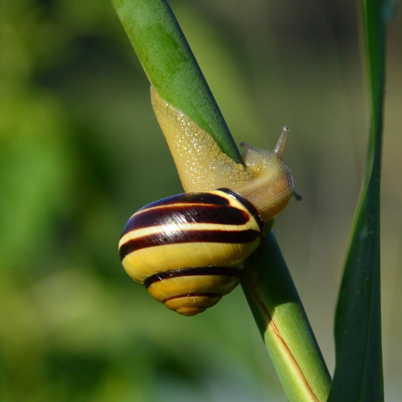 Nikon D3200 sample photo. Snail, reeds, nature photography