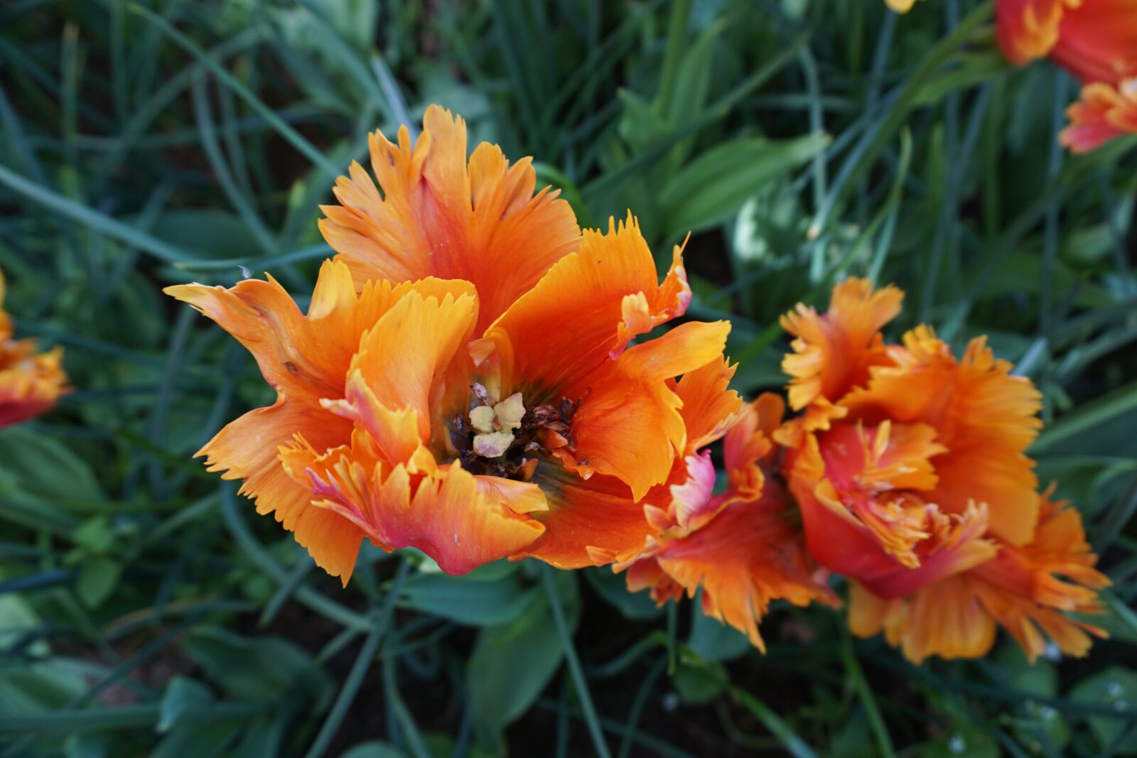 Sony E 16-50mm F3.5-5.6 PZ OSS sample photo. Tulip, orange, bulb photography