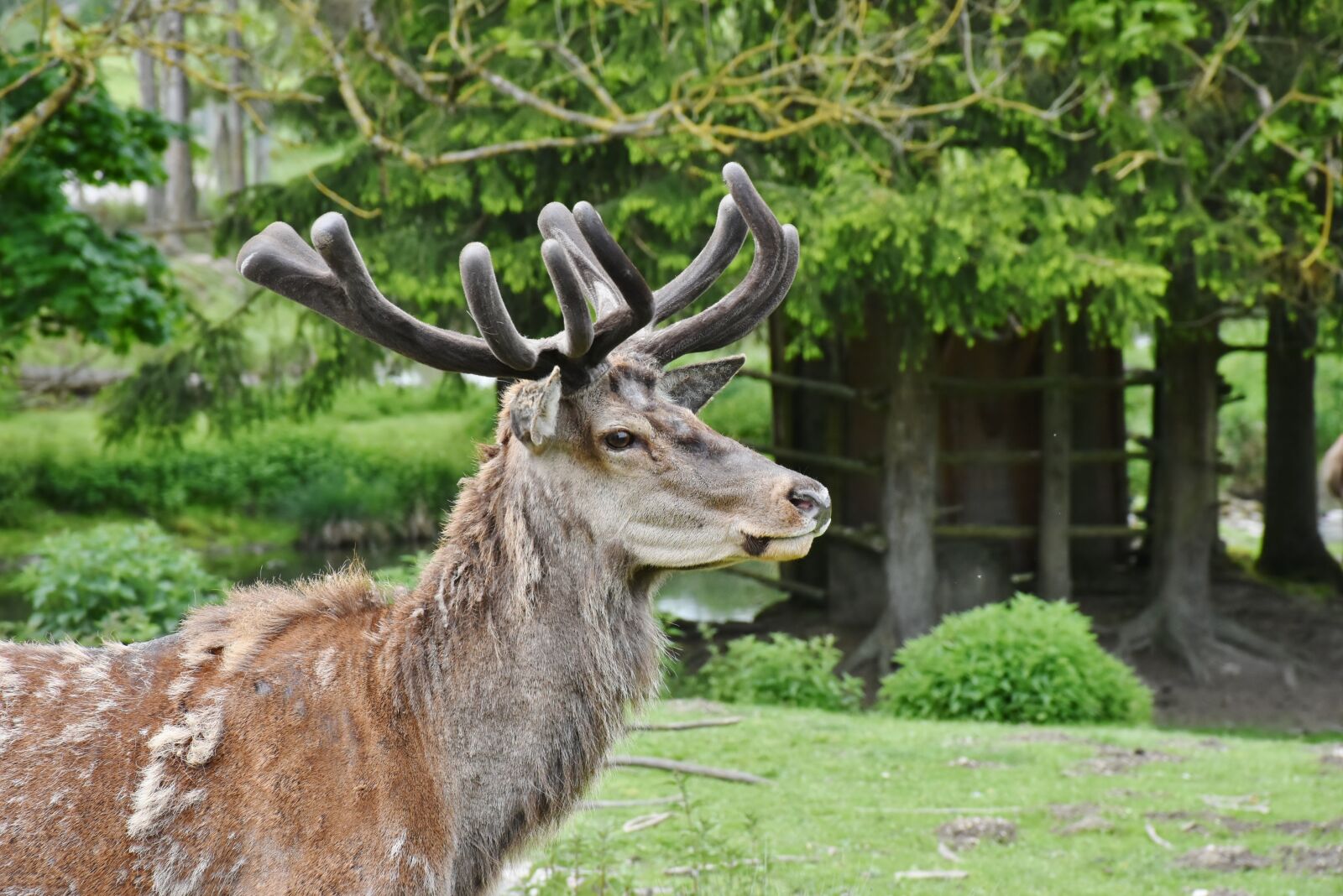 Nikon D7200 sample photo. Hirsch, antler, antler carrier photography