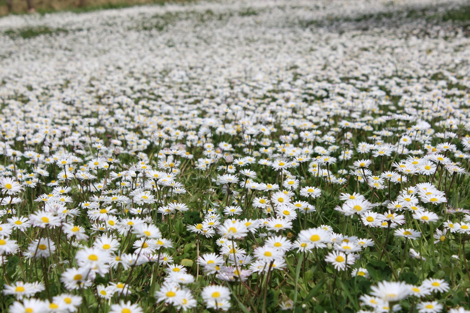 Canon EOS 600D (Rebel EOS T3i / EOS Kiss X5) sample photo. Flowers, nature, flower photography