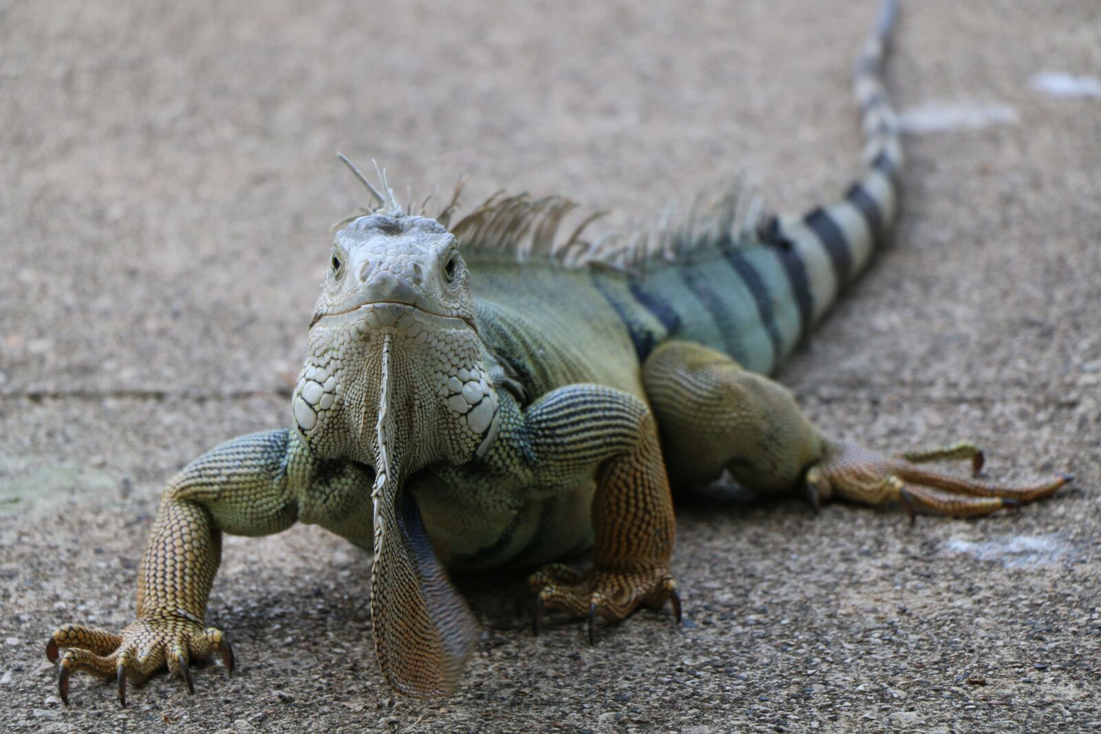 Canon EOS 70D sample photo. Iguana, lizard, reptile photography