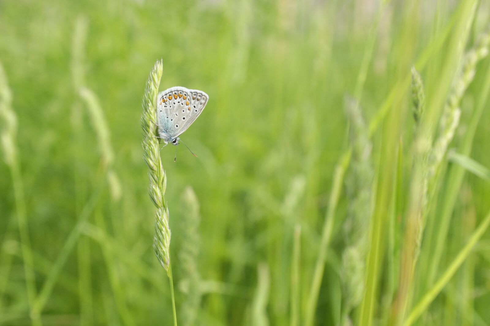 Nikon D300 sample photo. Butterfly, meadow, macro photography