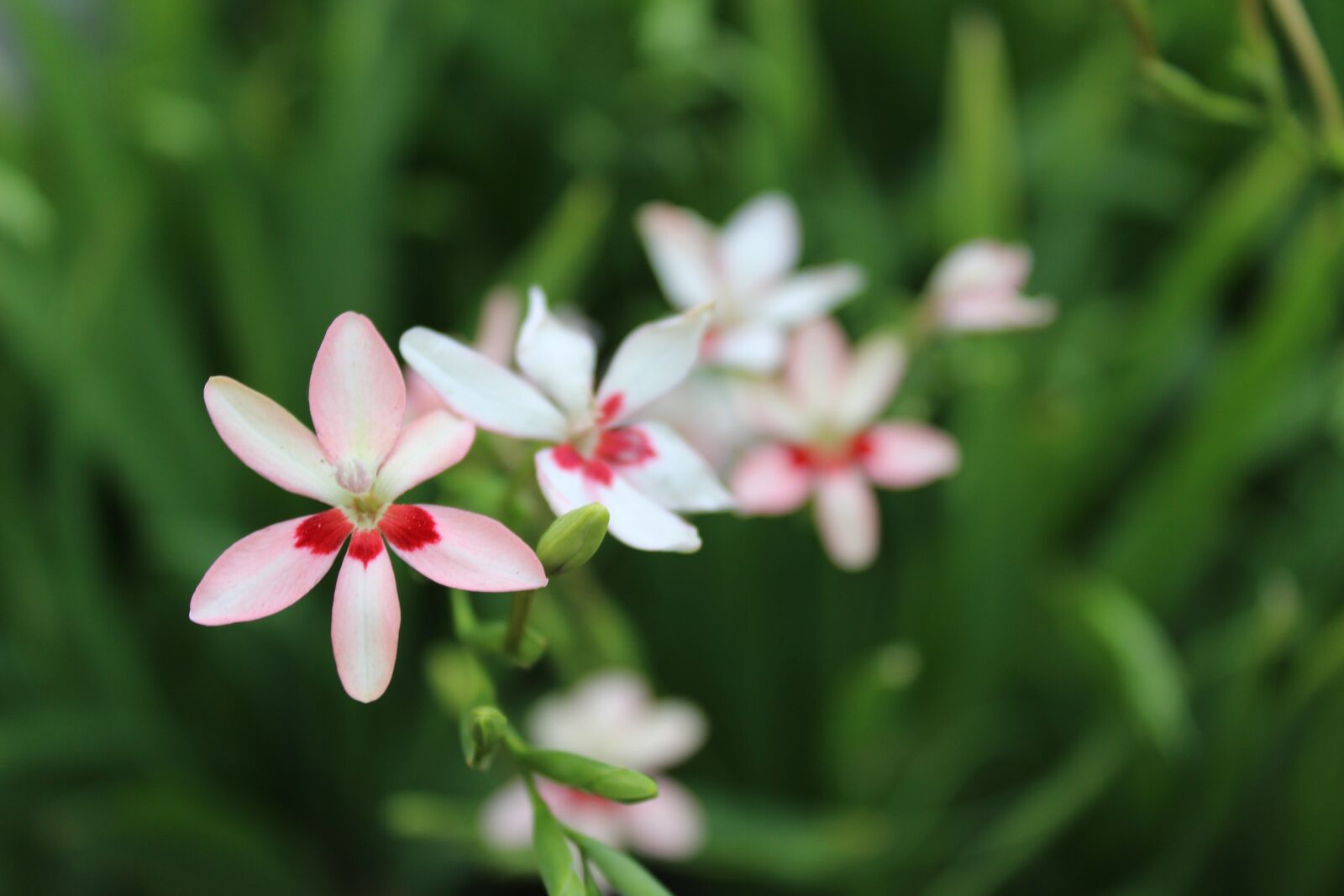 Canon EOS 650D (EOS Rebel T4i / EOS Kiss X6i) sample photo. Flowers, spring, nature photography