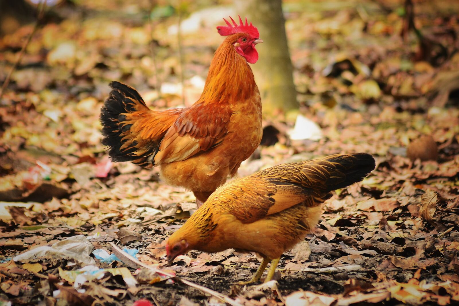 Nikon D5100 sample photo. Hen, animals, animal pets photography