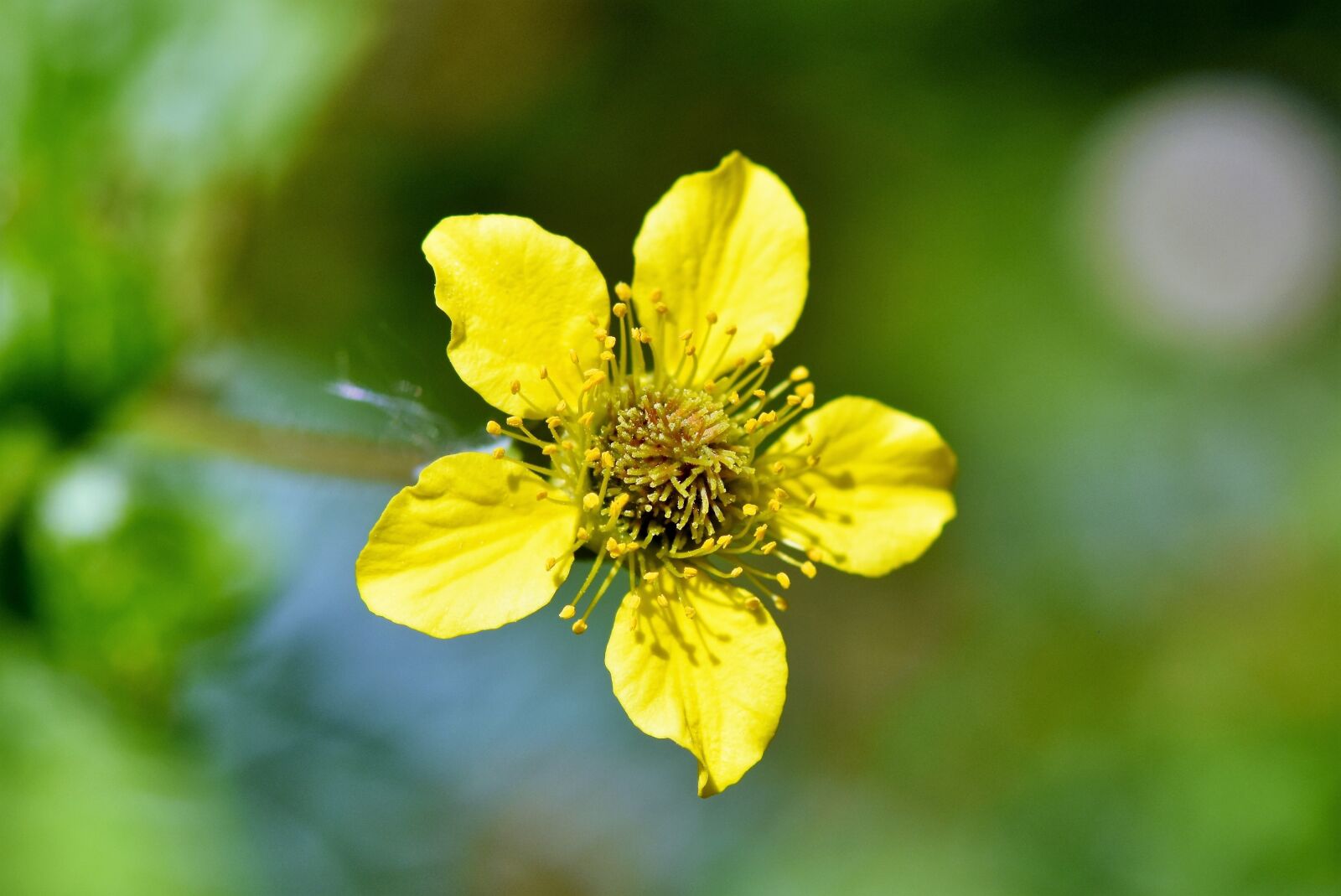 Nikon D7200 sample photo. Benedict herb, avens, pointed photography