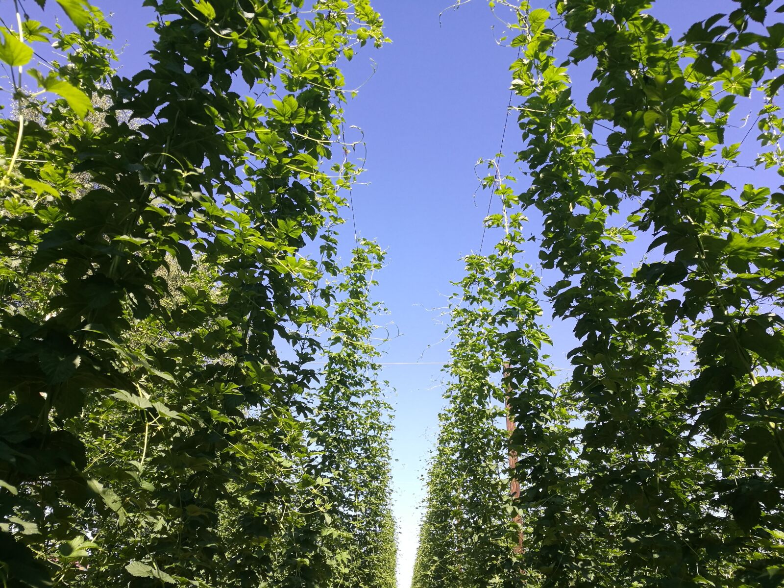 HUAWEI P9 sample photo. Hops, agriculture, agricultural photography