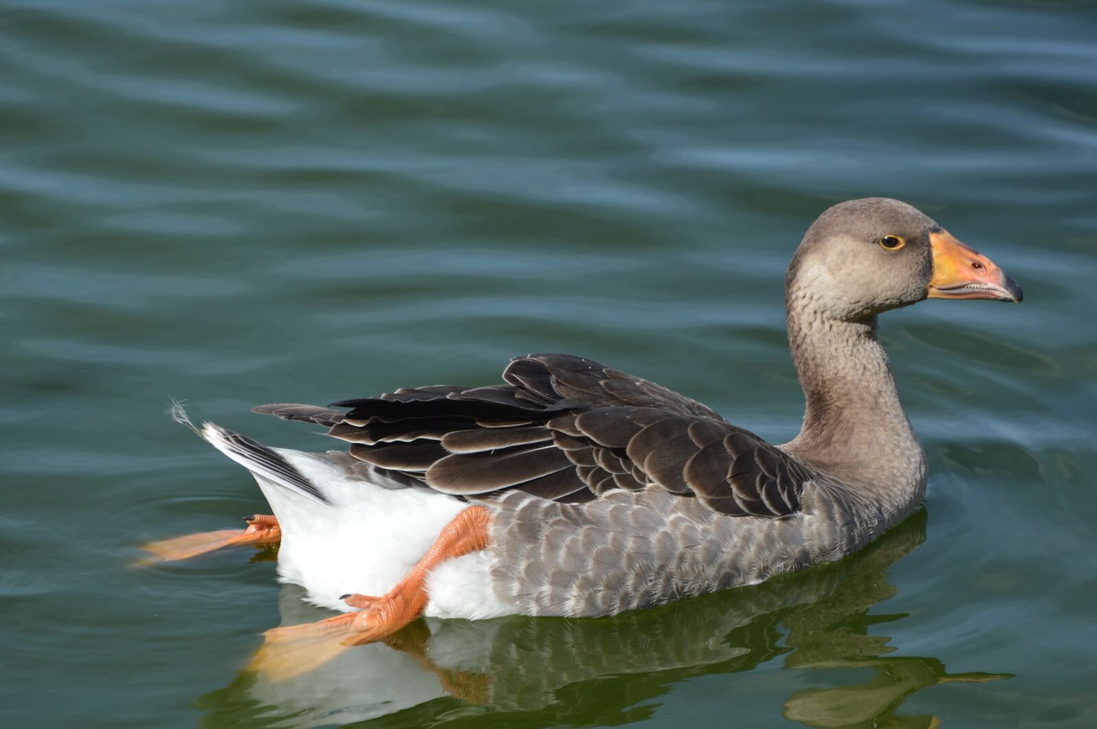 Nikon D3200 sample photo. Duck, animal, nature photography