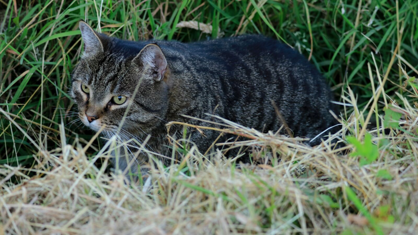 150-600mm F5-6.3 DG OS HSM | Contemporary 015 sample photo. Cat, garden, summer photography