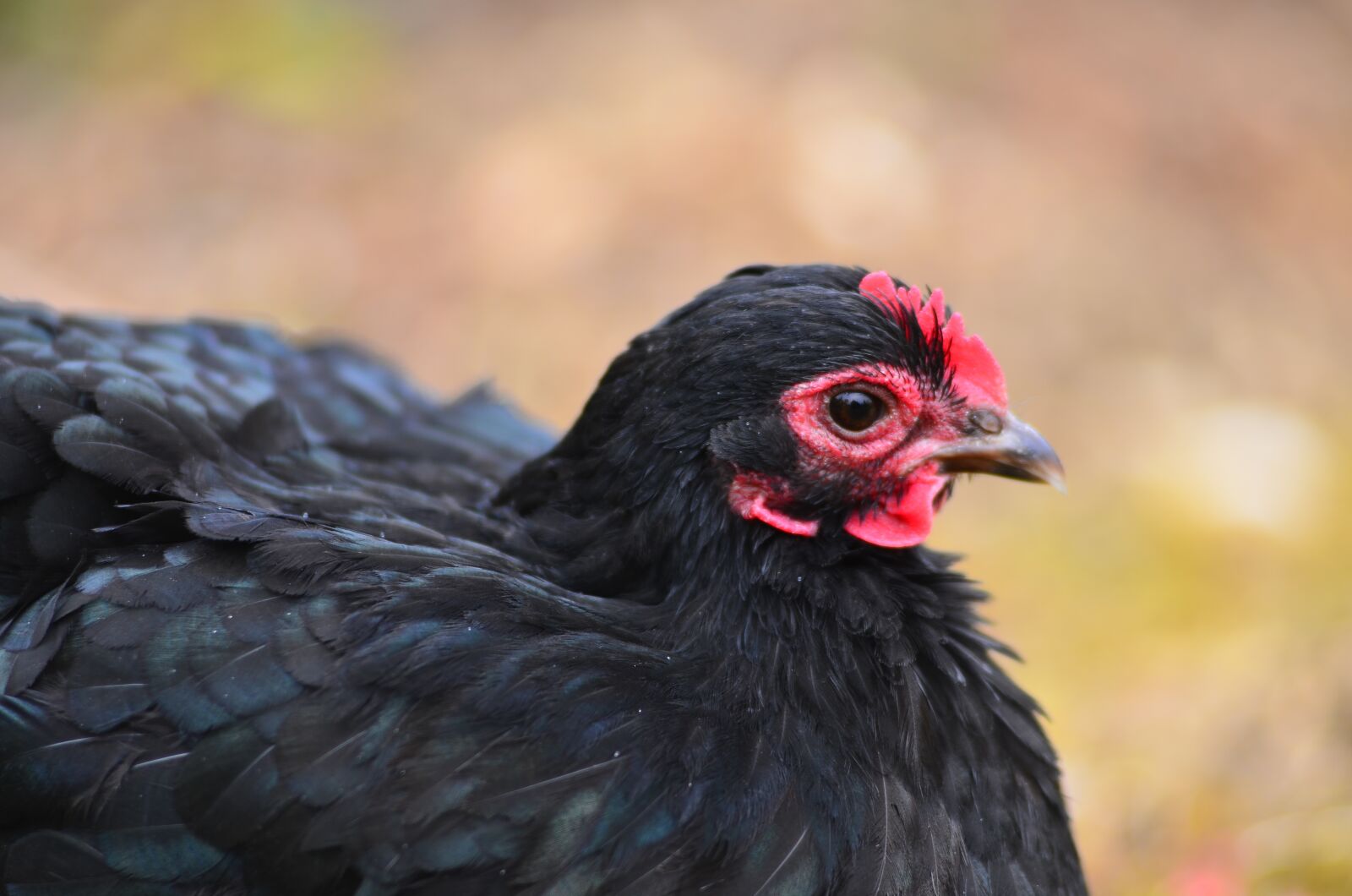 Nikon D7000 sample photo. Hen, farm, breeding photography