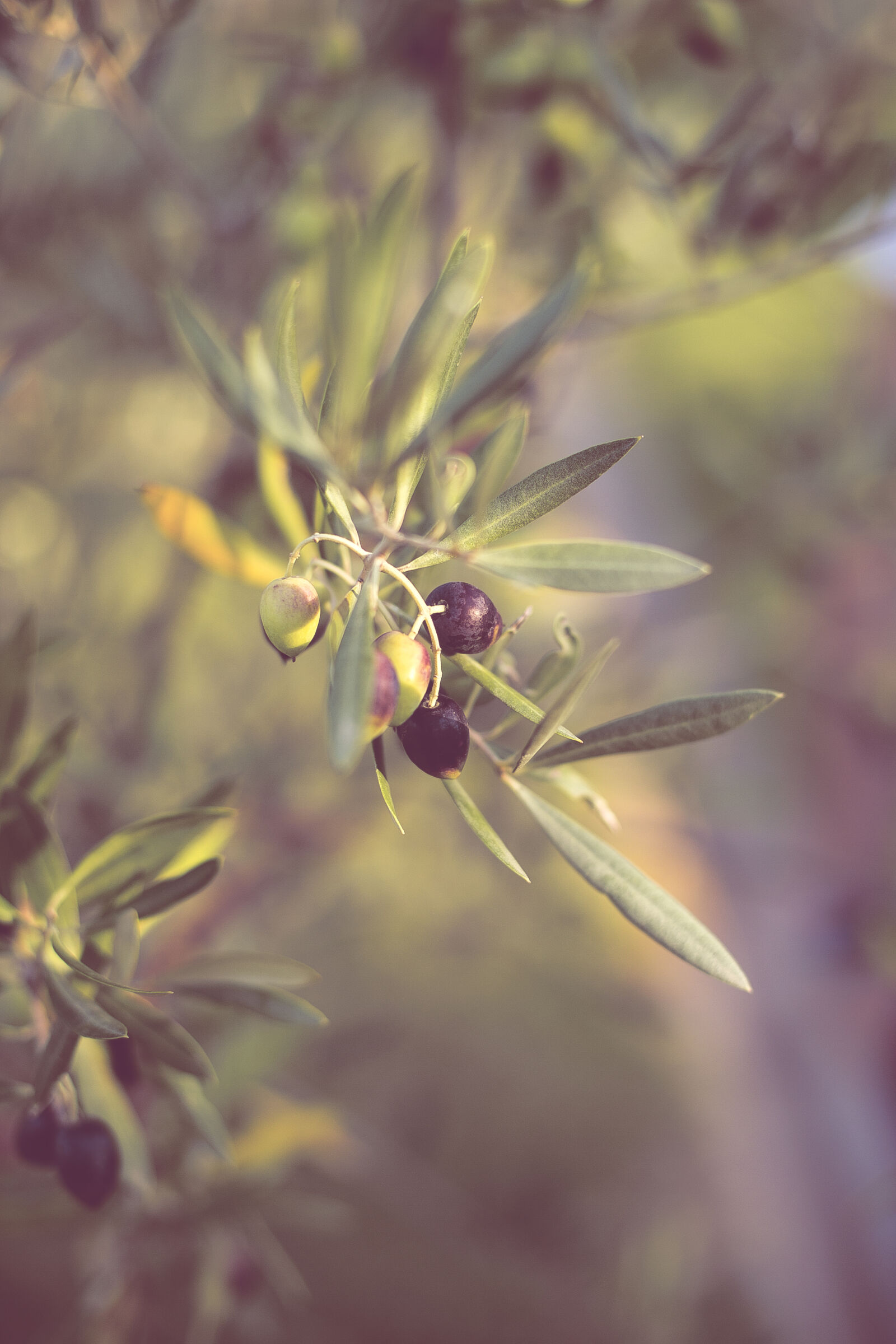 Canon EOS 5D Mark III + Canon EF 50mm F1.4 USM sample photo. Olives, portugal, travel, traveling photography