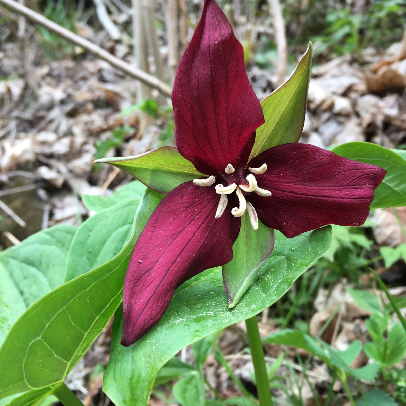 Apple iPhone 6s sample photo. Trillium, flower, spring flower photography
