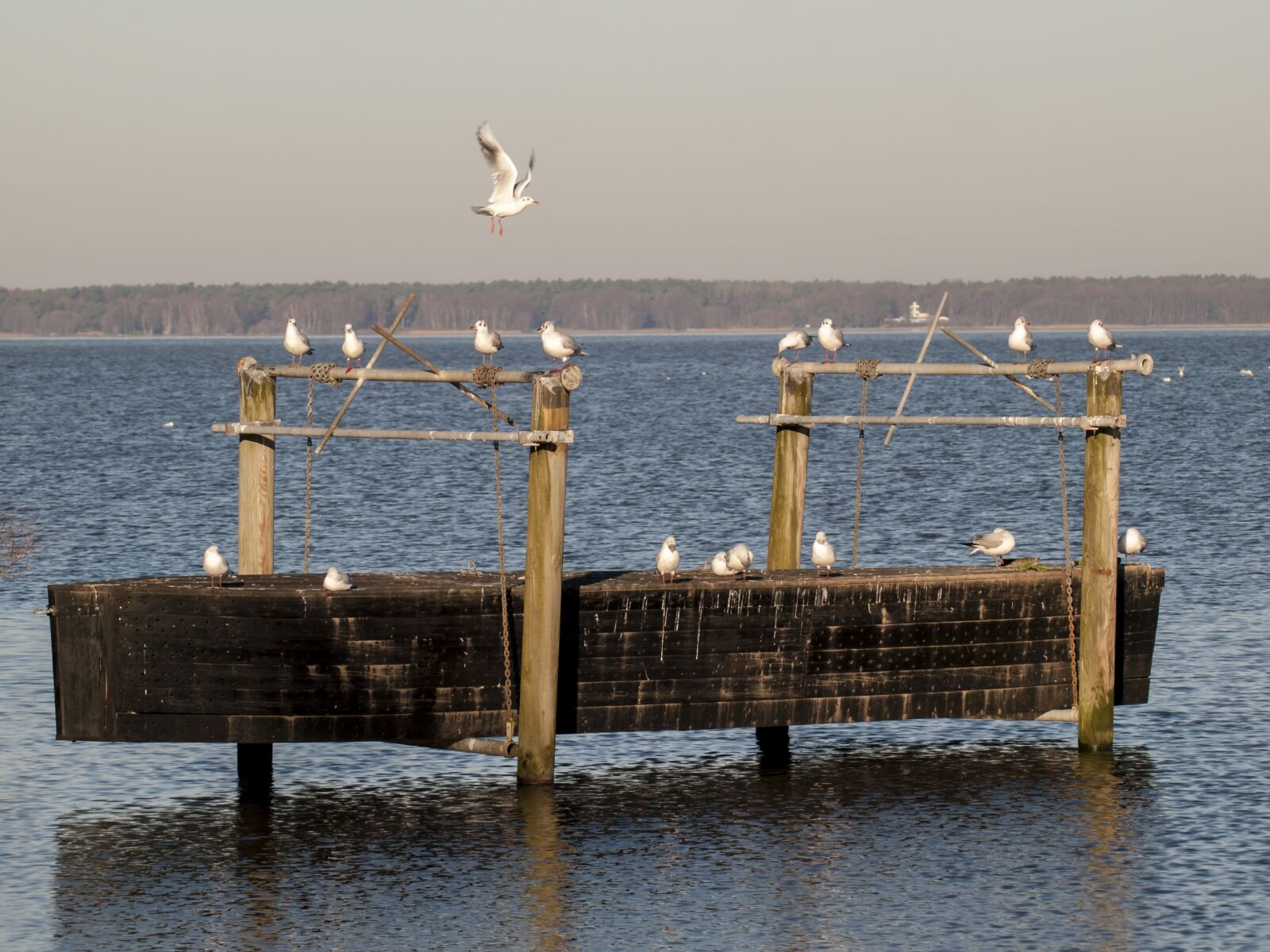 Olympus E-3 sample photo. Gulls, water, water bird photography