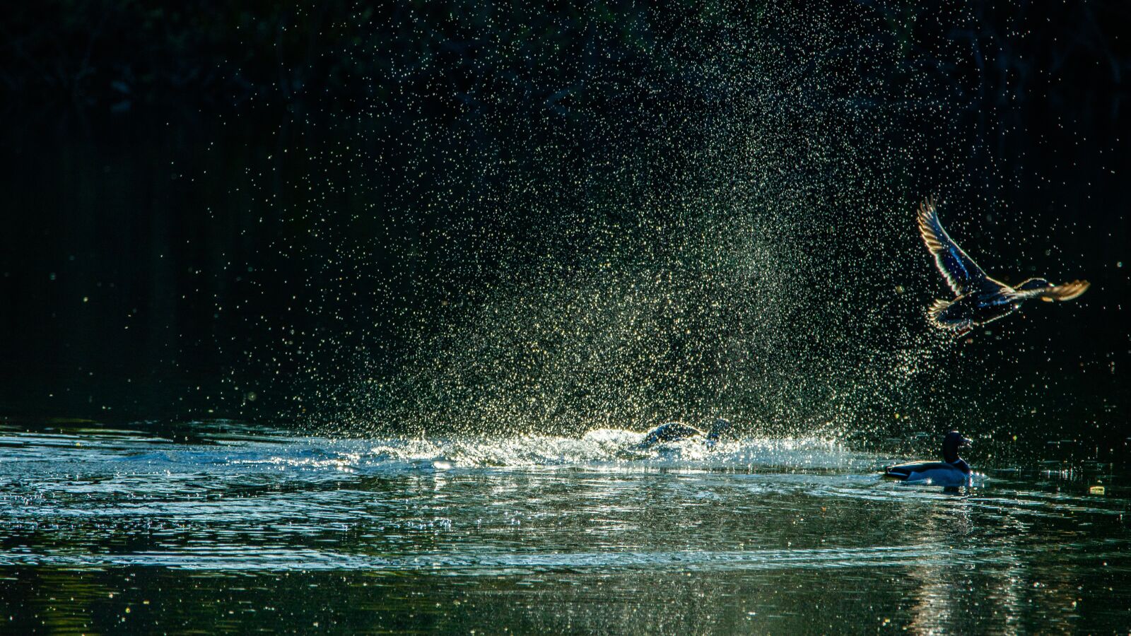 150-600mm F5-6.3 DG OS HSM | Contemporary 015 sample photo. Backlighting, duck, landscape photography