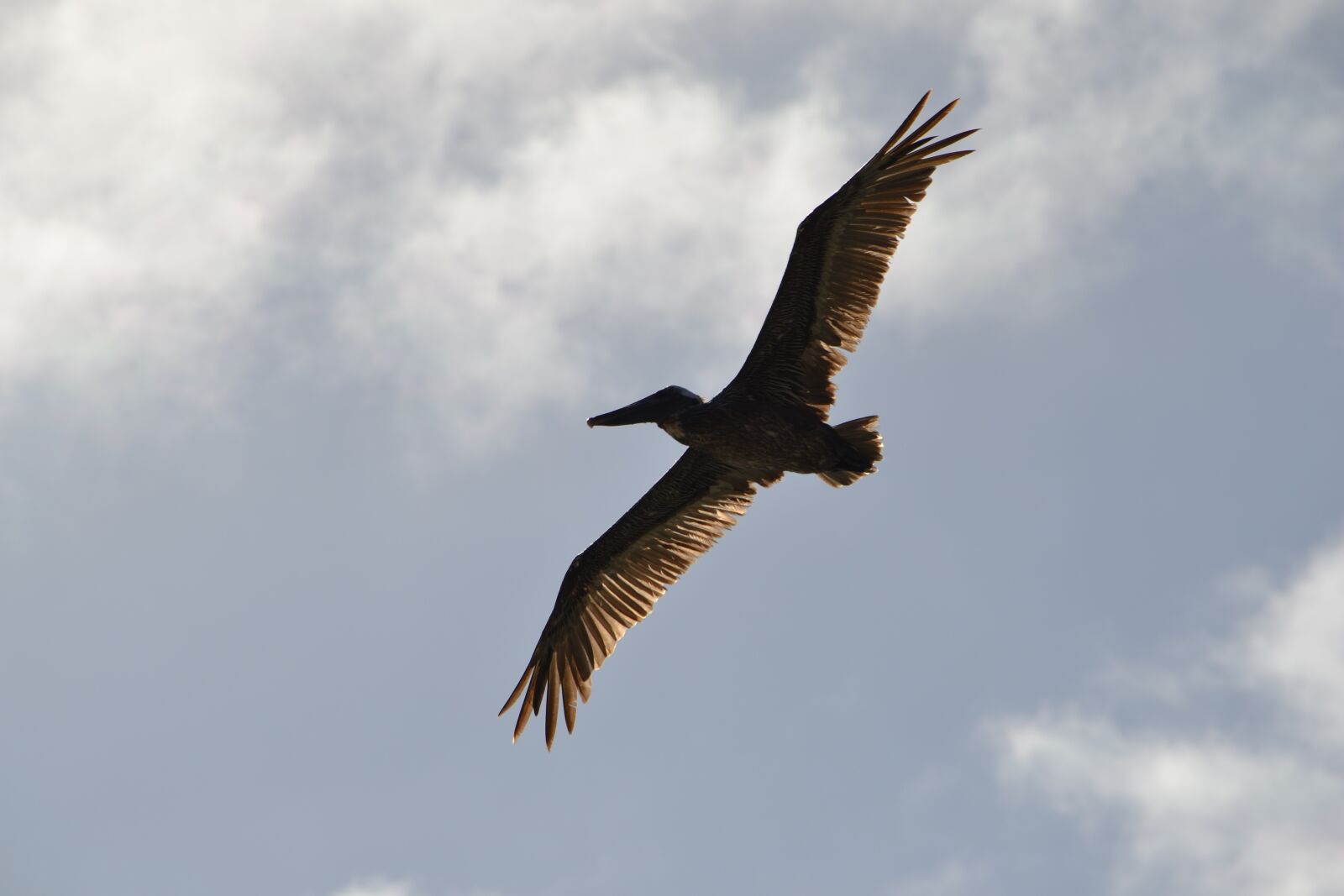 Nikon D3100 sample photo. Pelican, bird, wildlife photography