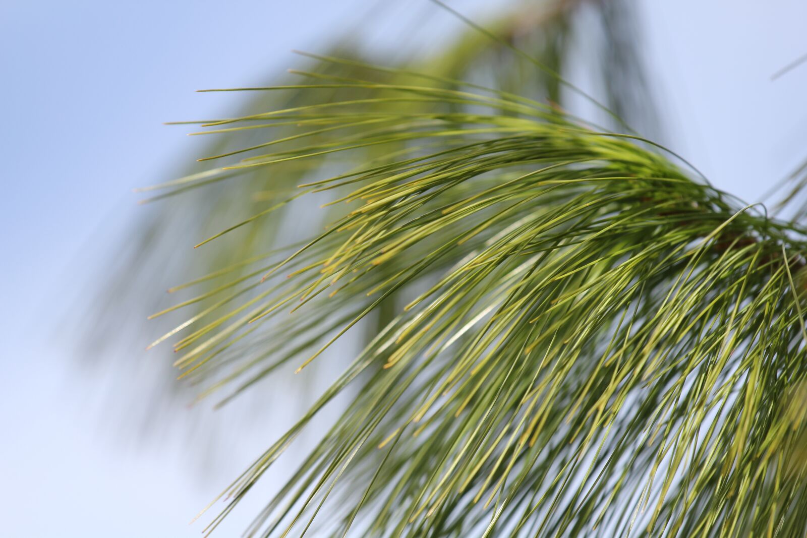Canon EOS 550D (EOS Rebel T2i / EOS Kiss X4) sample photo. Nature, growth, flora photography