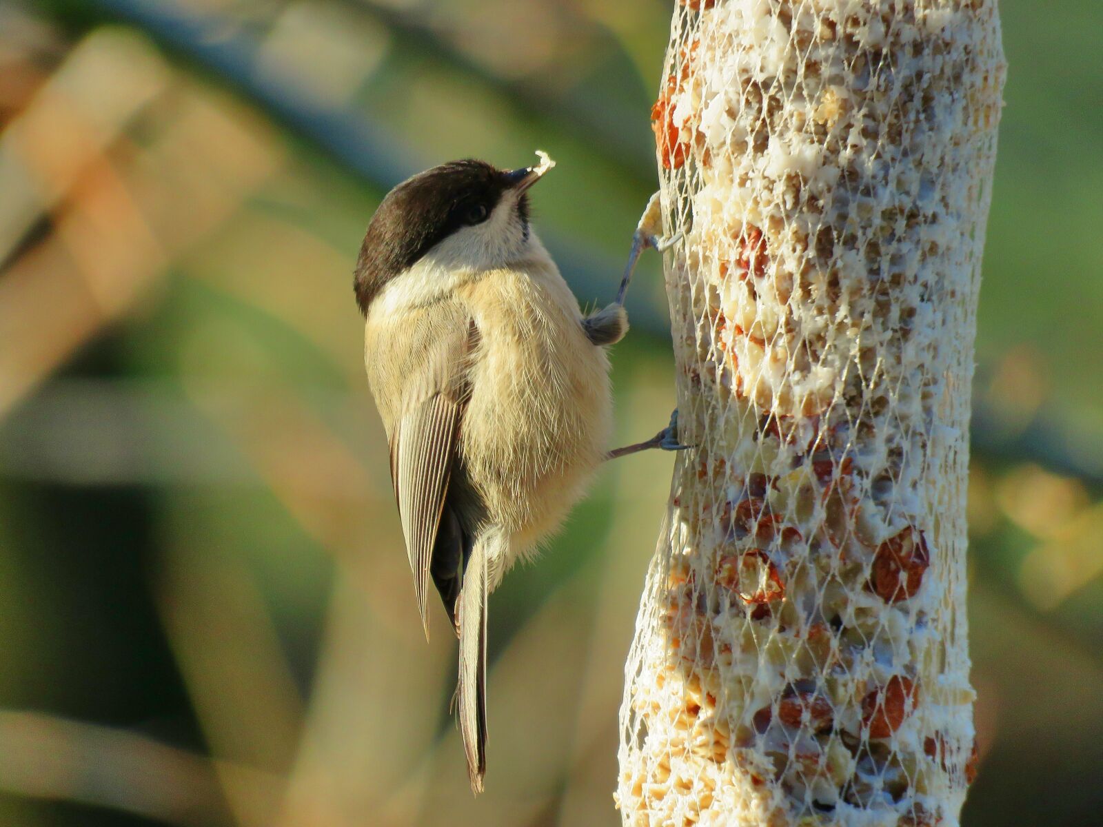 Canon PowerShot SX60 HS sample photo. Willow tit, tit, songbird photography