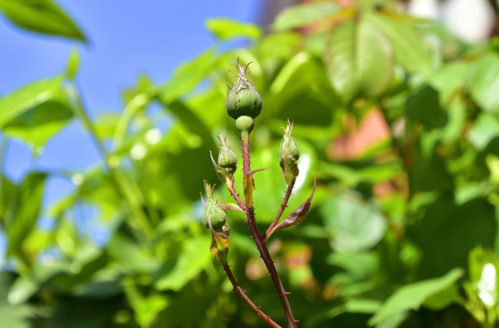 Nikon D7200 sample photo. Leaf, plant, nature photography