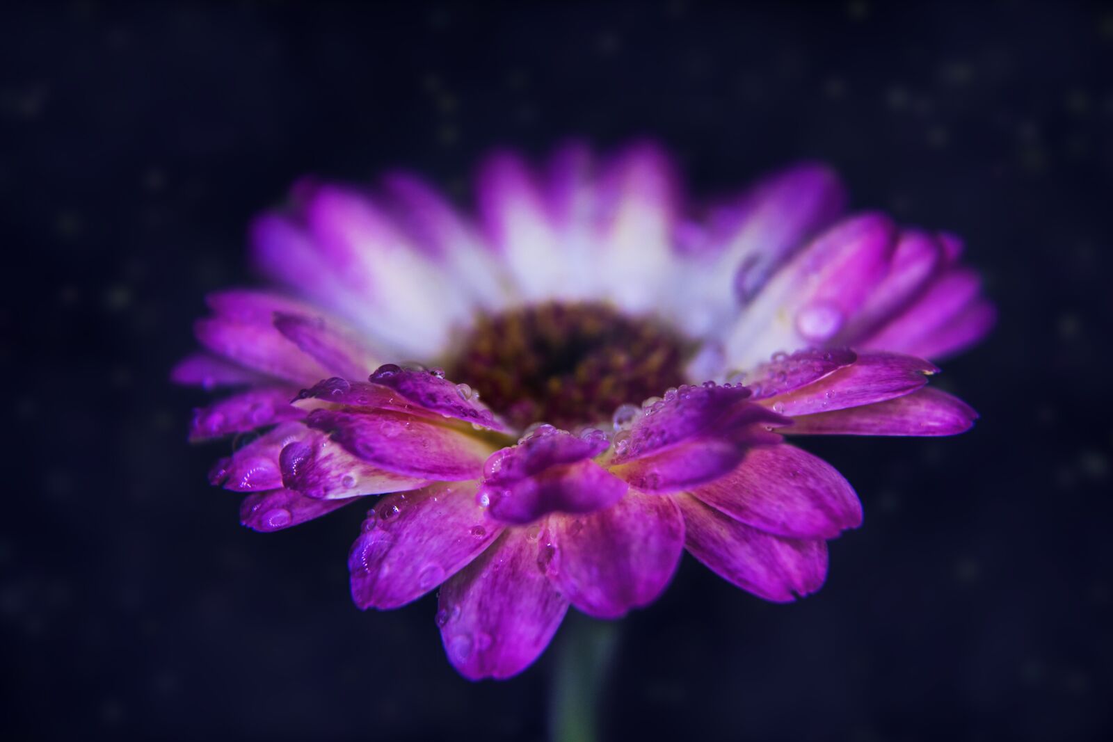Canon EOS 750D (EOS Rebel T6i / EOS Kiss X8i) sample photo. Gerbera, nature, flower photography
