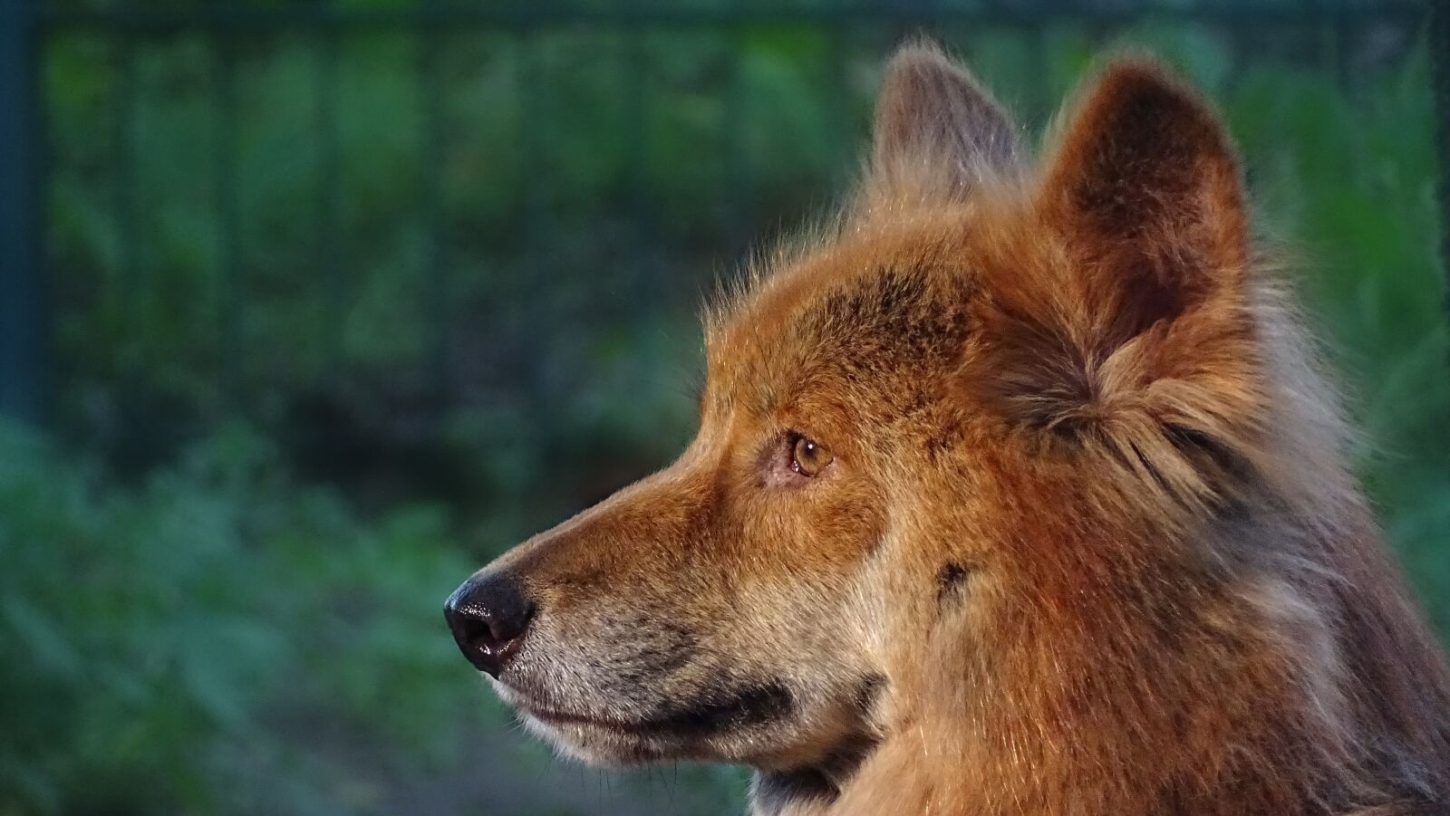 Sony Cyber-shot DSC-HX400V sample photo. Animals, dingo, dingoes photography