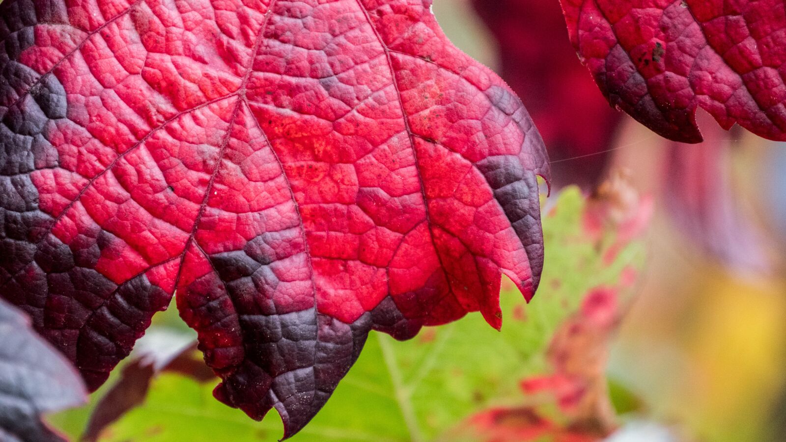 Panasonic Lumix DMC-GX8 sample photo. Wine, wine leaf, autumn photography