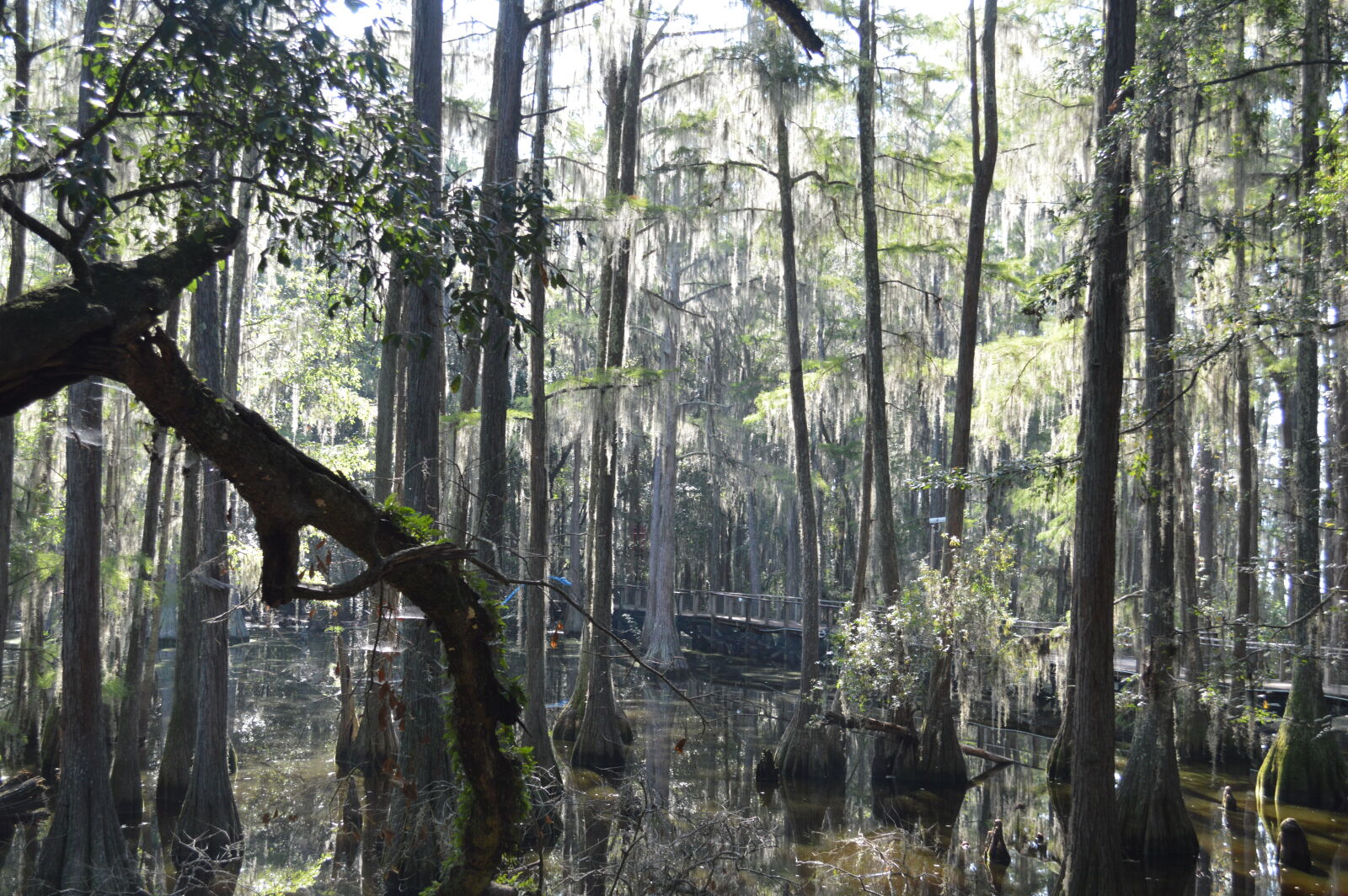 Nikon D3200 sample photo. Cypress, trees, in, the photography