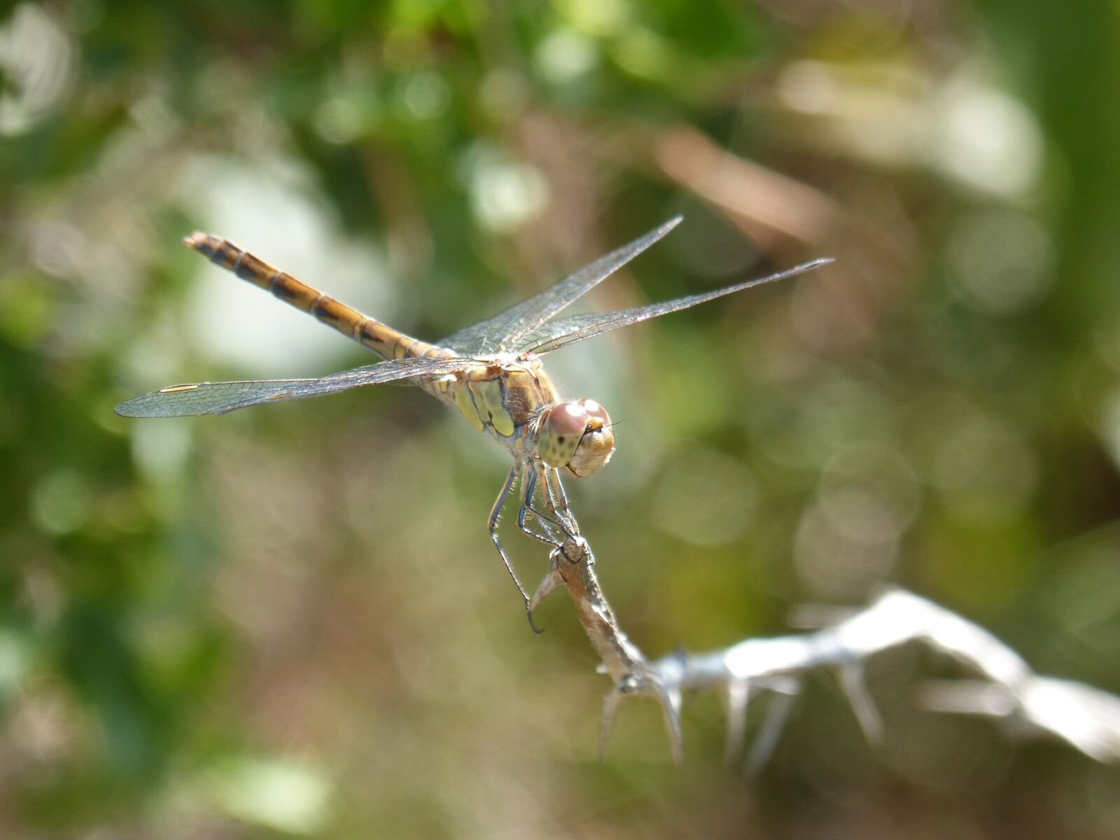 Panasonic DMC-FZ62 sample photo. Dragonfly, yellow dragonfly, cordulegaster photography