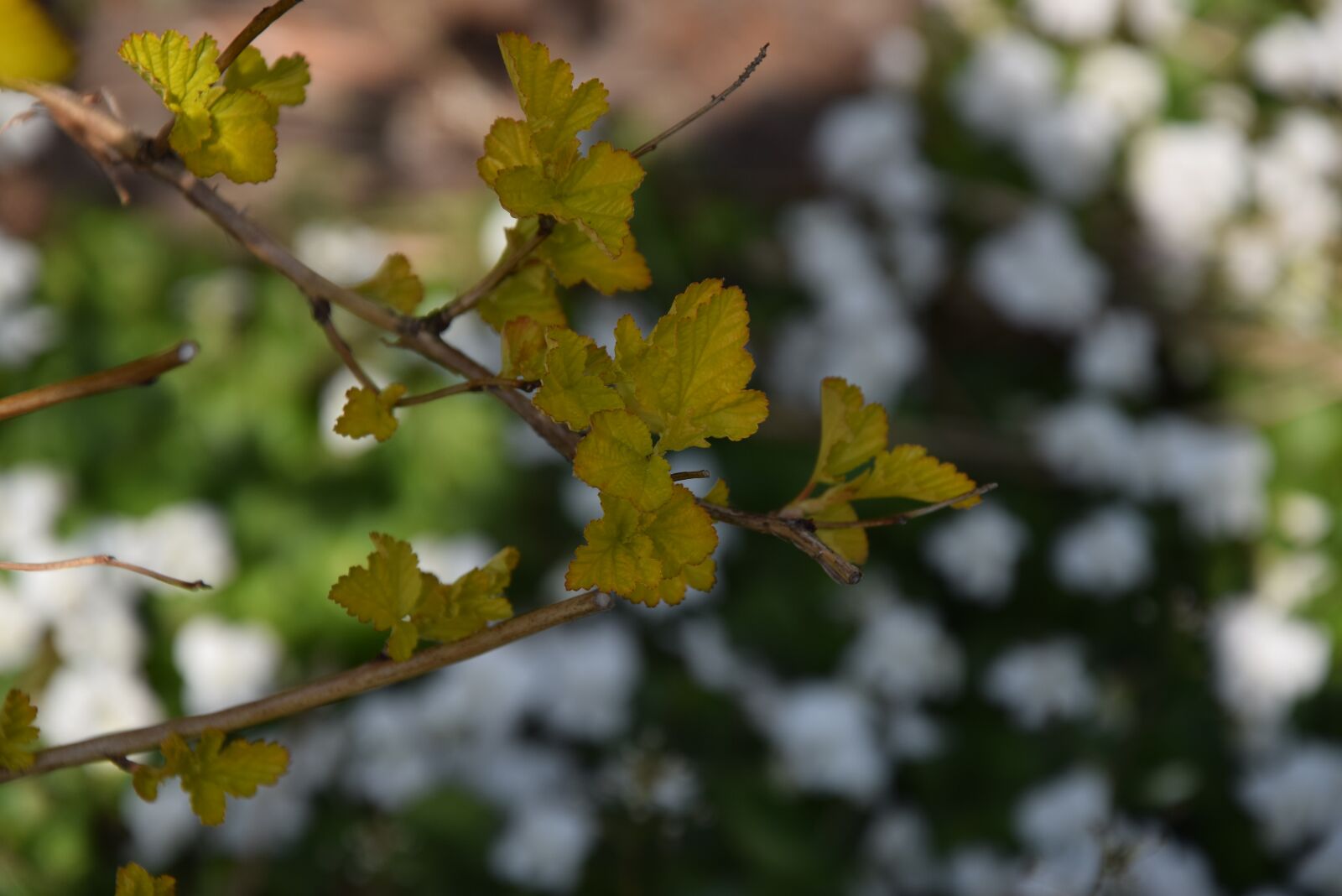 Nikon D5300 sample photo. Nature, spring, plant photography