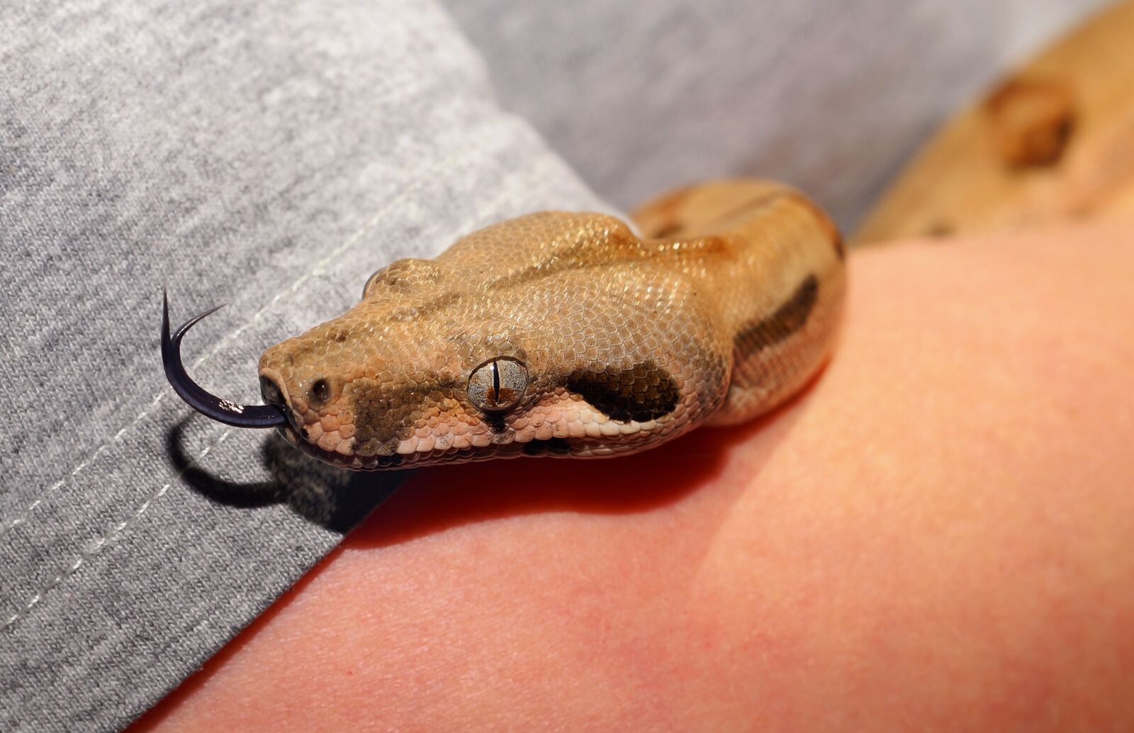 Sony a99 II + MACRO 50mm F2.8 sample photo. Snake, boa constrictor, boa photography