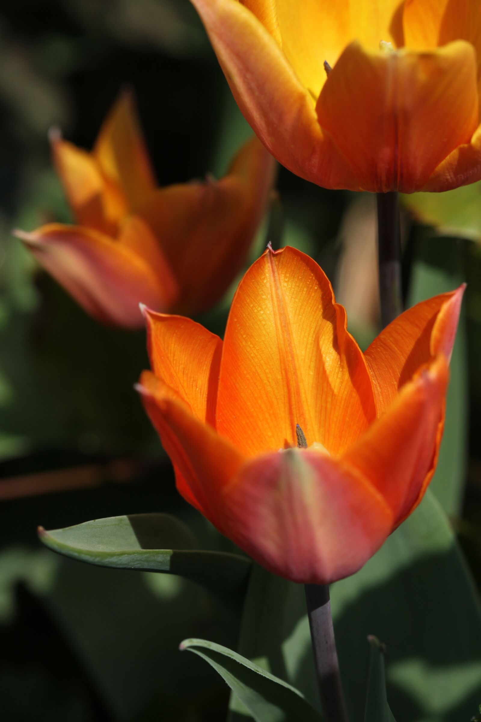 Canon EOS 5D Mark II sample photo. Orange, tulip, garden photography