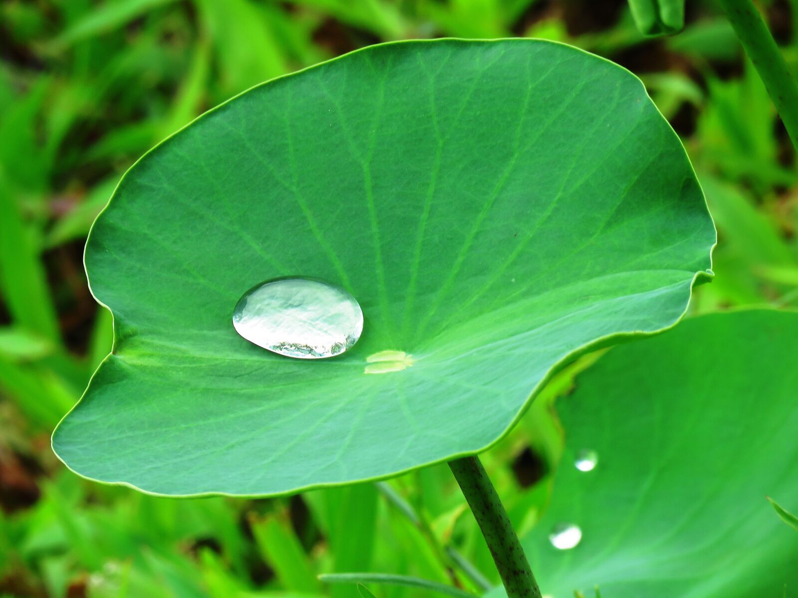 Canon PowerShot SX60 HS sample photo. Lotus leaf, water drop photography