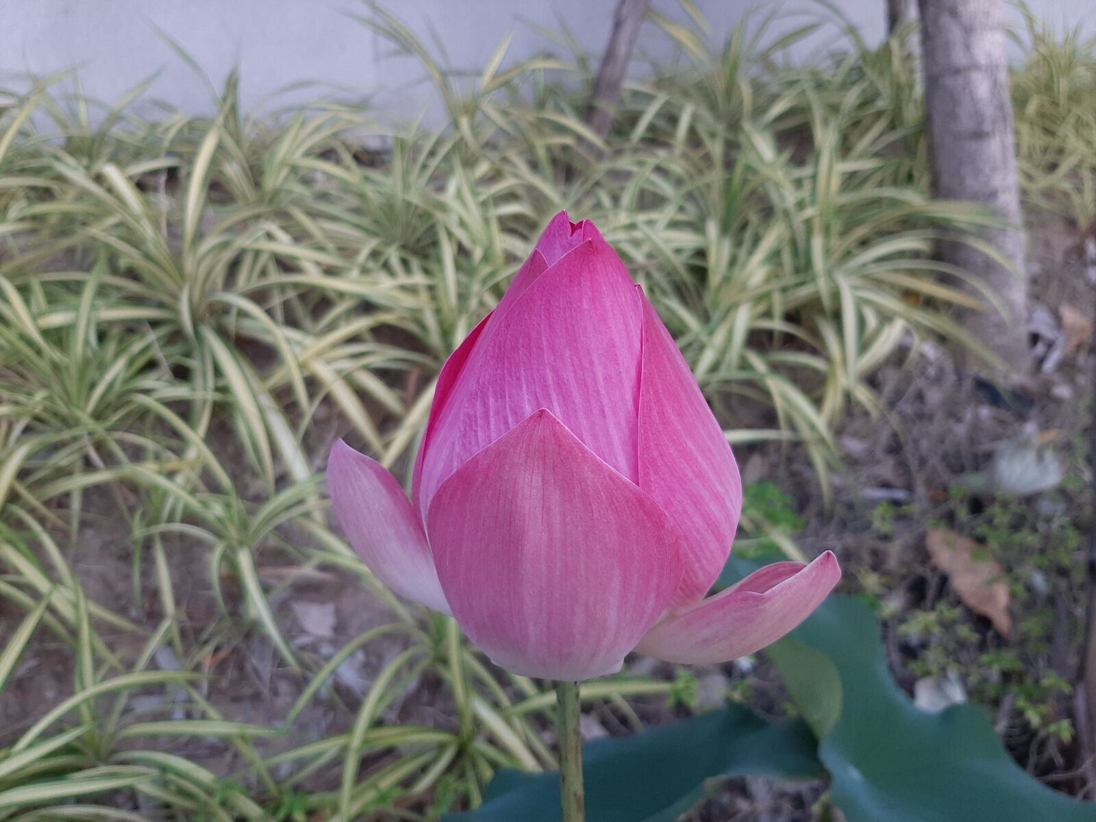 Samsung Galaxy A50 sample photo. Lotus, pink, flowers photography