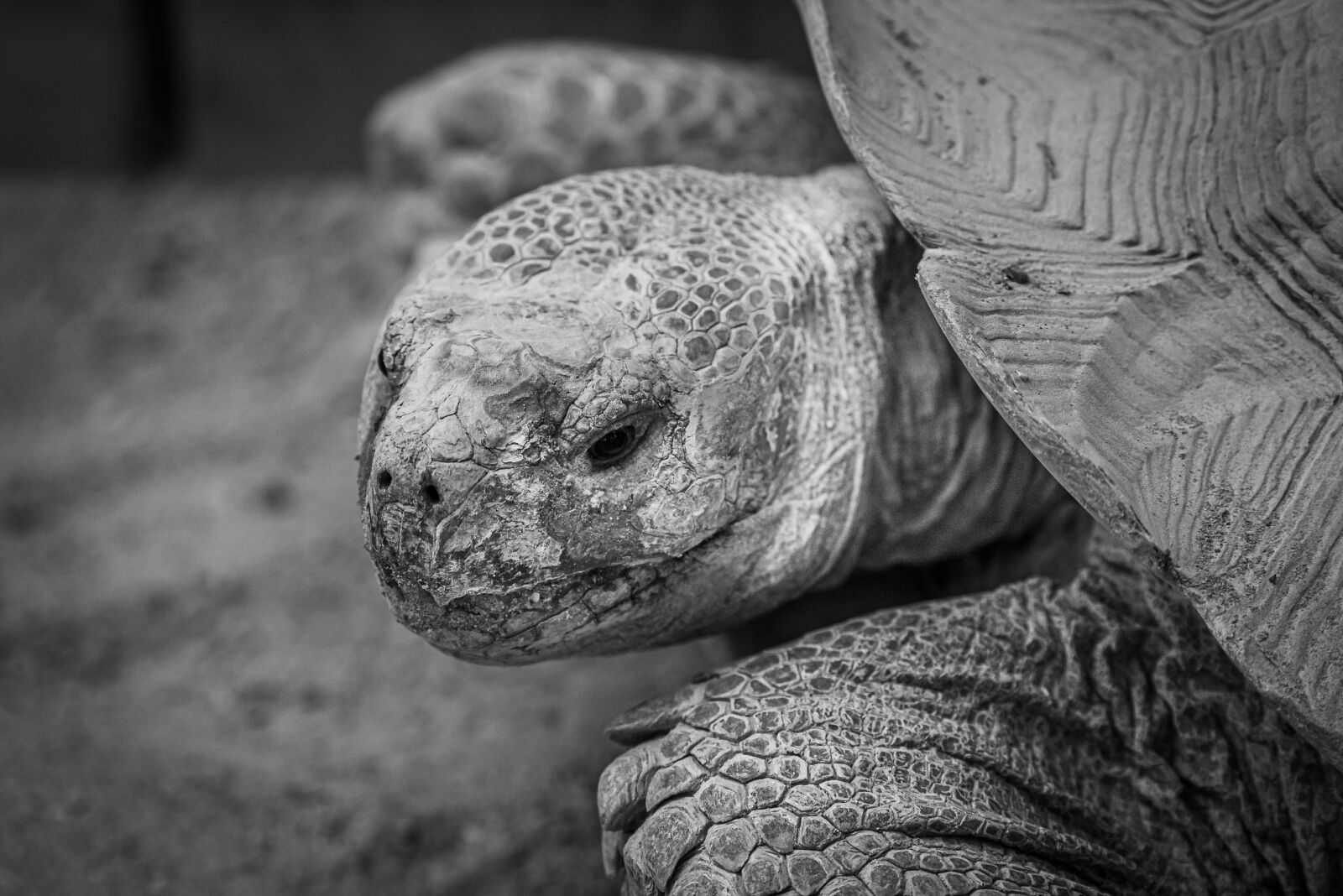 Nikon D750 sample photo. Turtle, animal, reptile photography