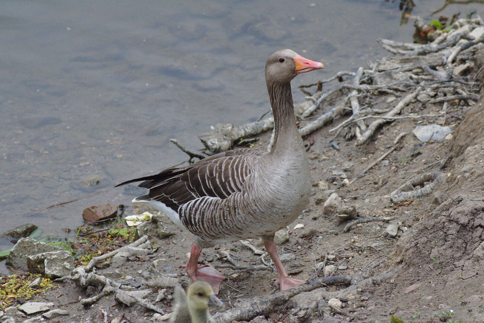 Canon EOS 750D (EOS Rebel T6i / EOS Kiss X8i) sample photo. Goose, head, bill photography